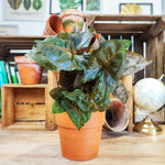 Syngonium BROCANTE DARK monjungle