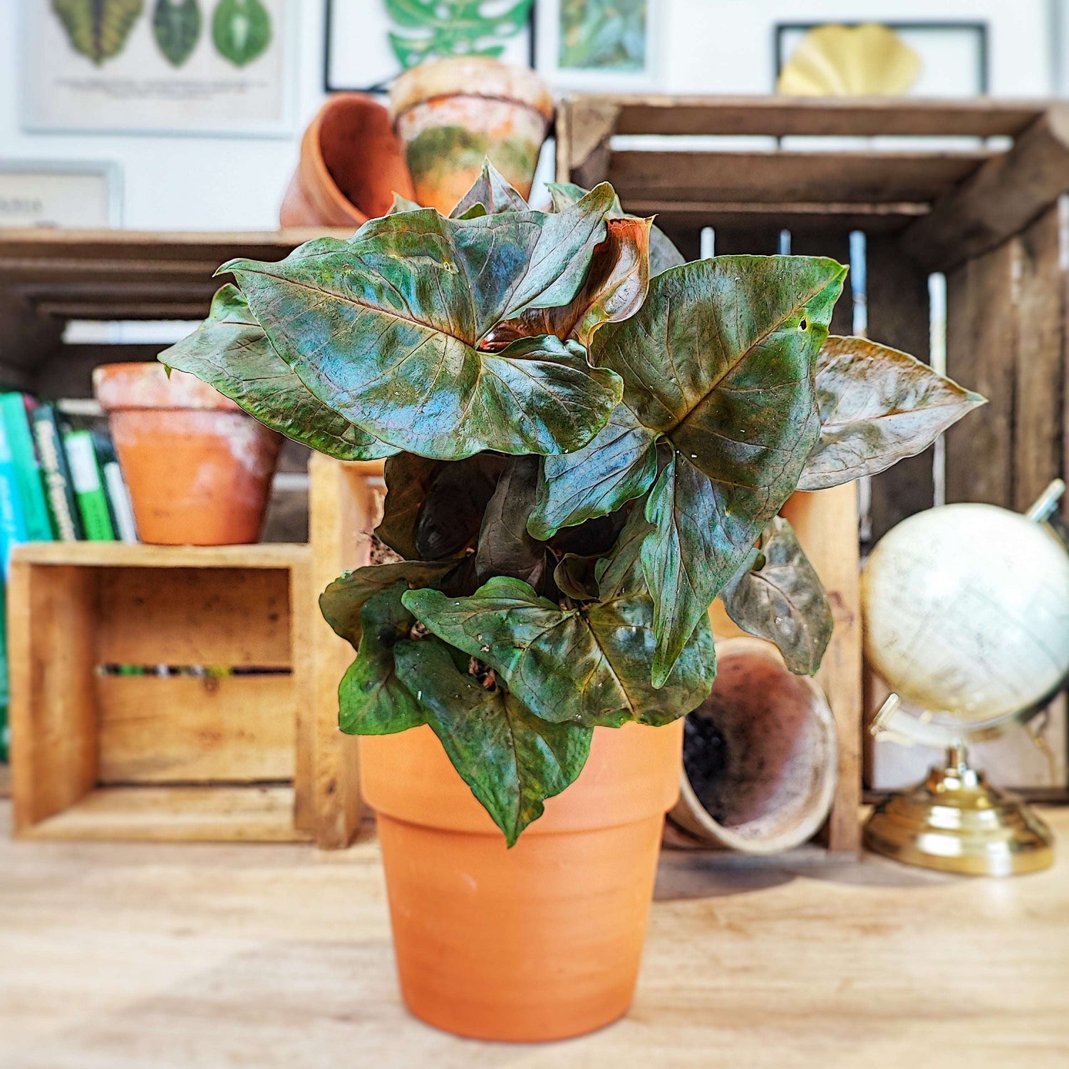 Syngonium BROCANTE DARK monjungle