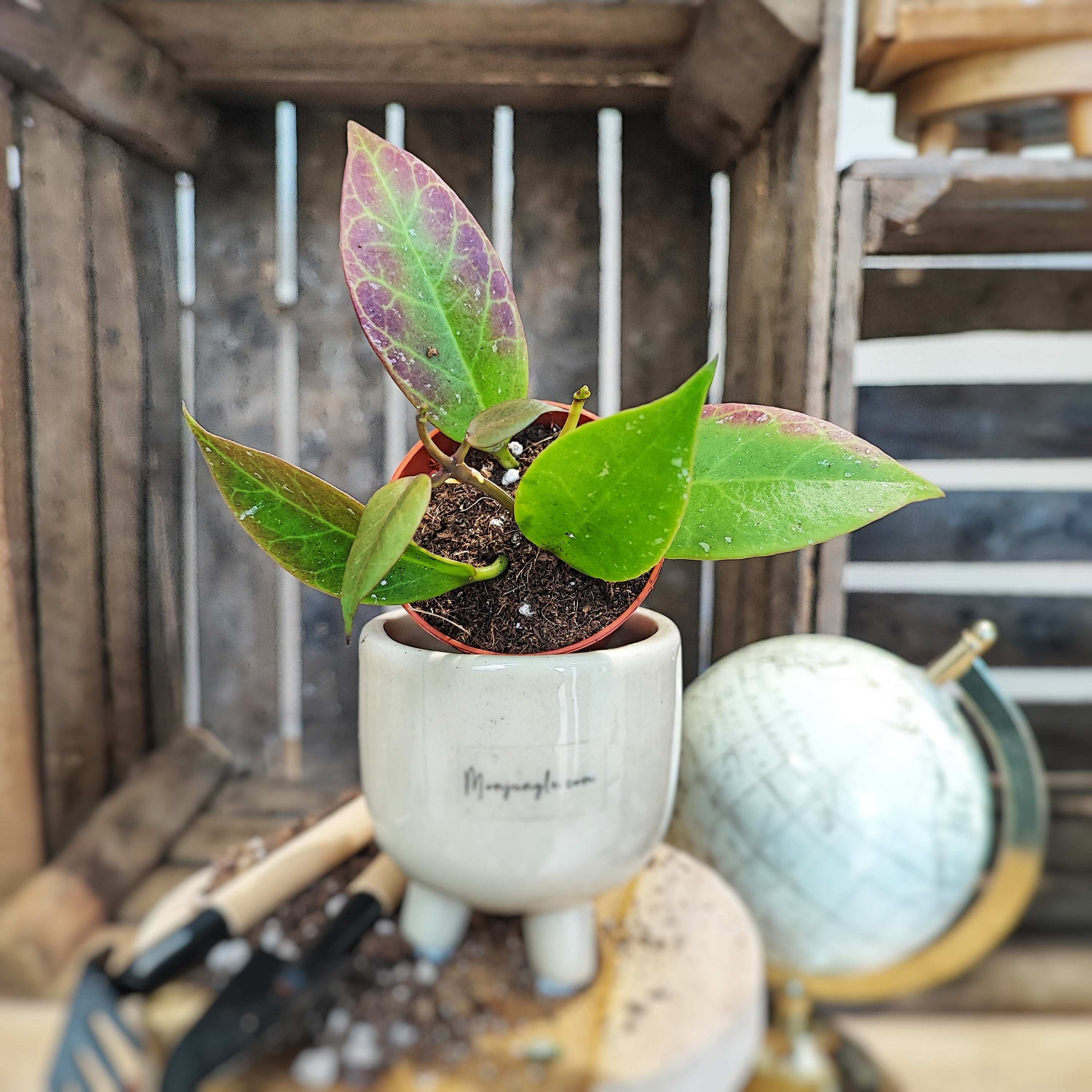 philodendron fire princess Philodendron Fire Princess – Monjungle