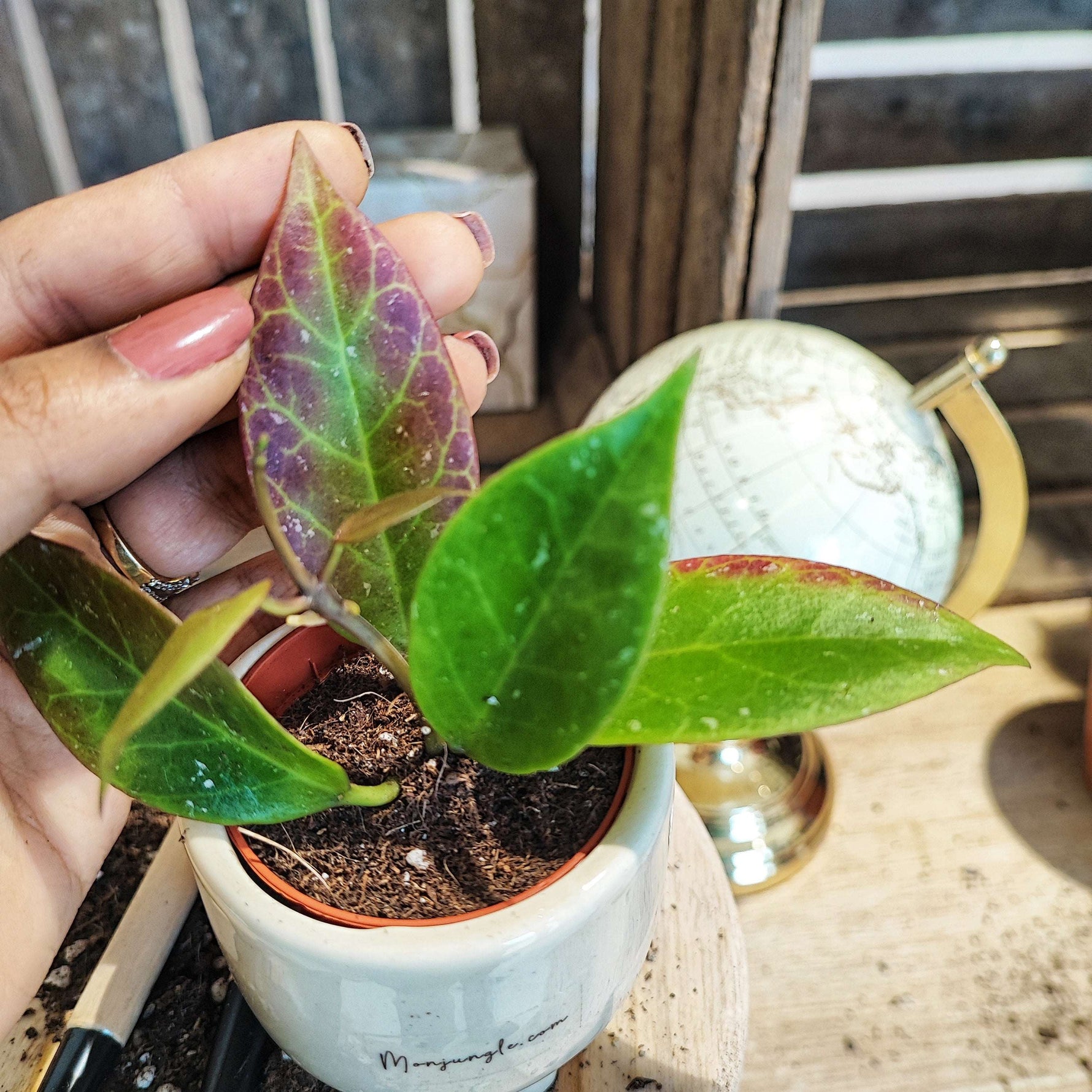 Hoya Sunrise monjungle