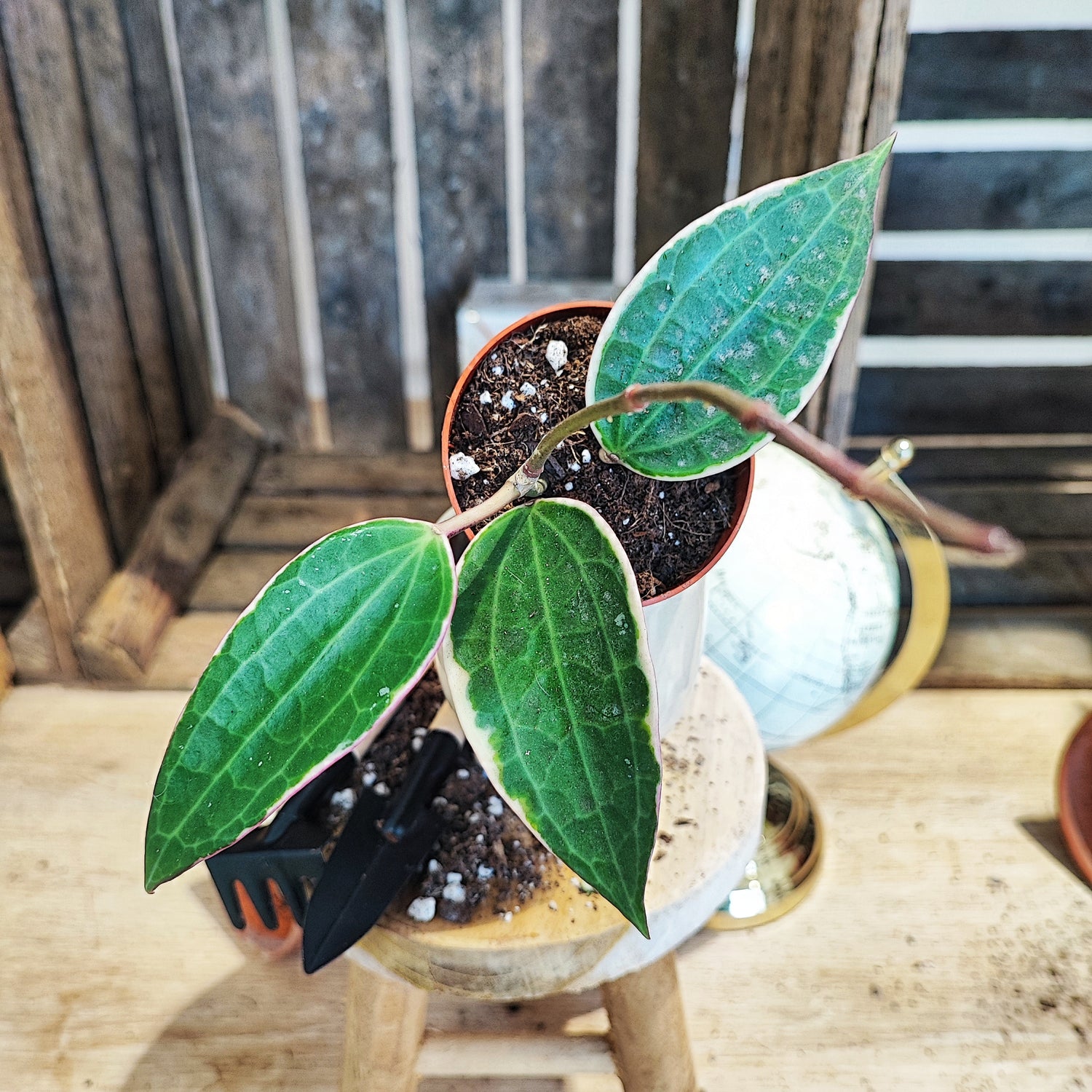 Hoya macrophylla Albomarginata