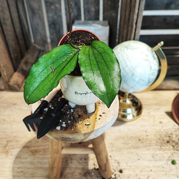 Hoya erythrina bouture enracinée en terre