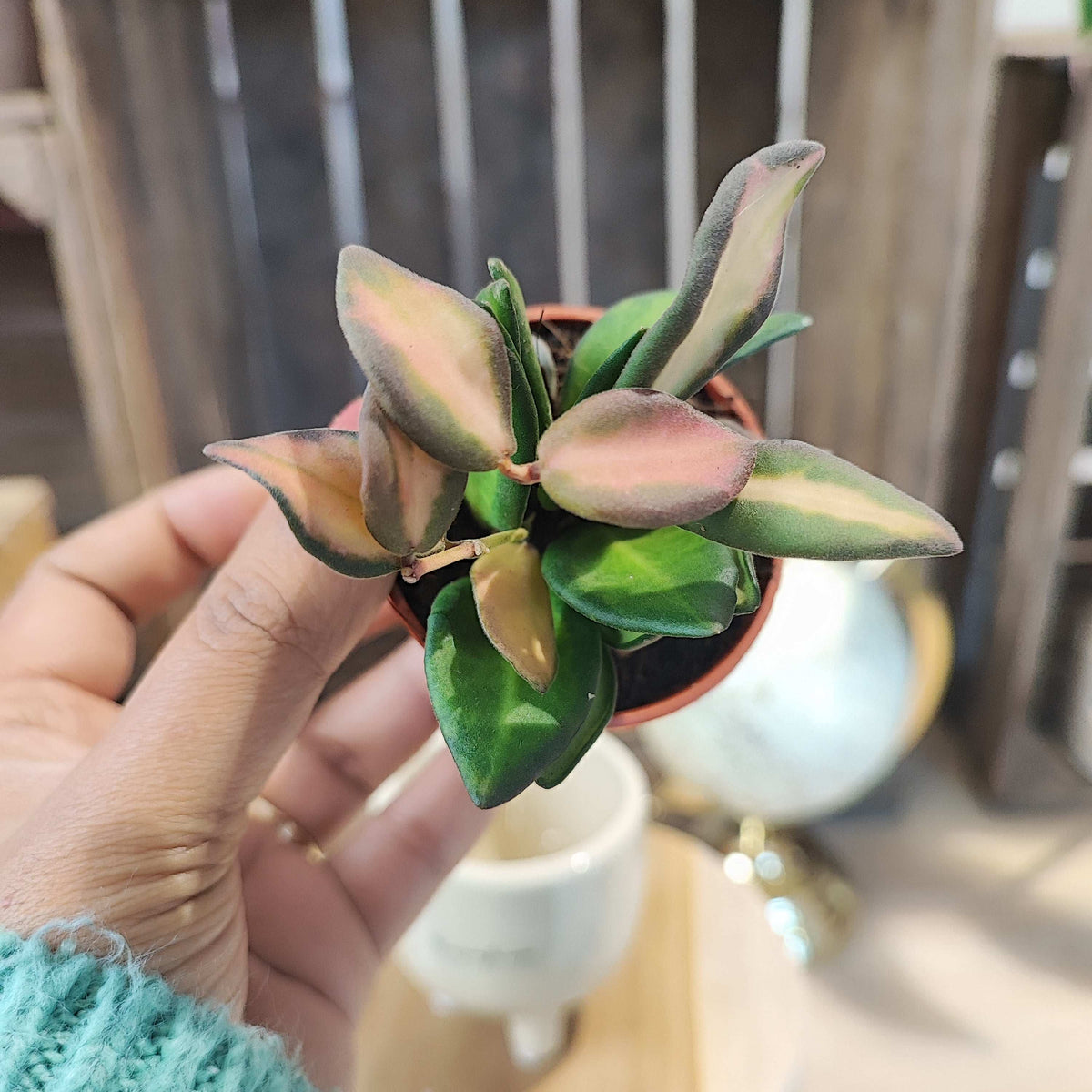 Hoya Sp Aff Burtoniae monjungle
