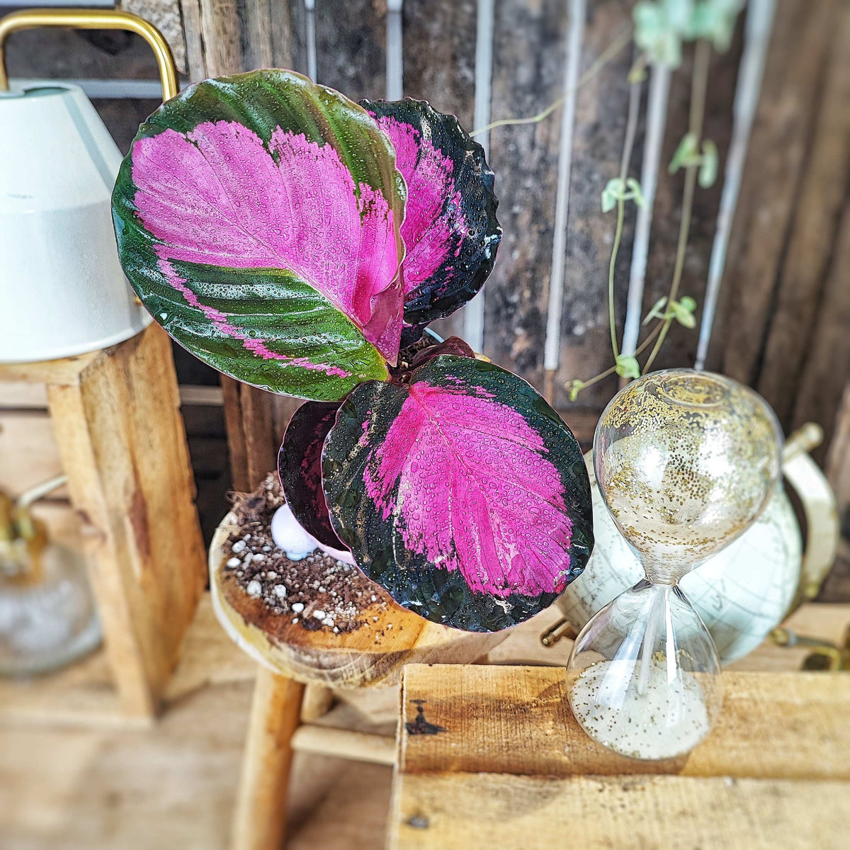 Calathea Rosey monjungle