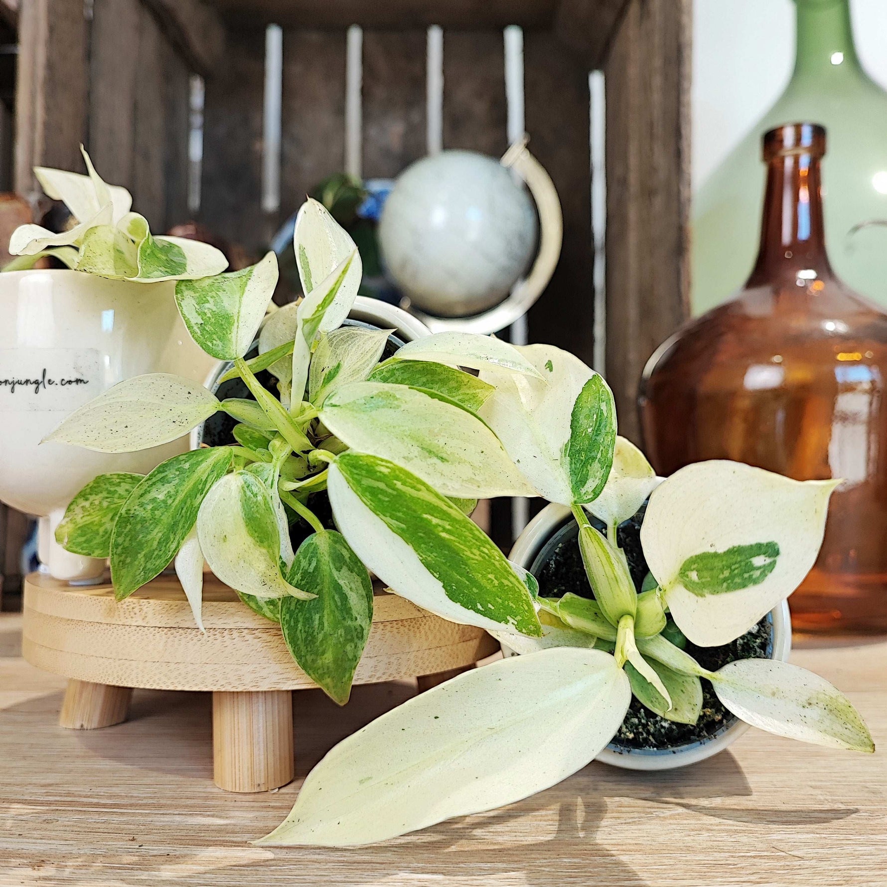 philodendron jose buono variegated Philodendron Jose Buono – Rare cream-leaved plant – Monjungle