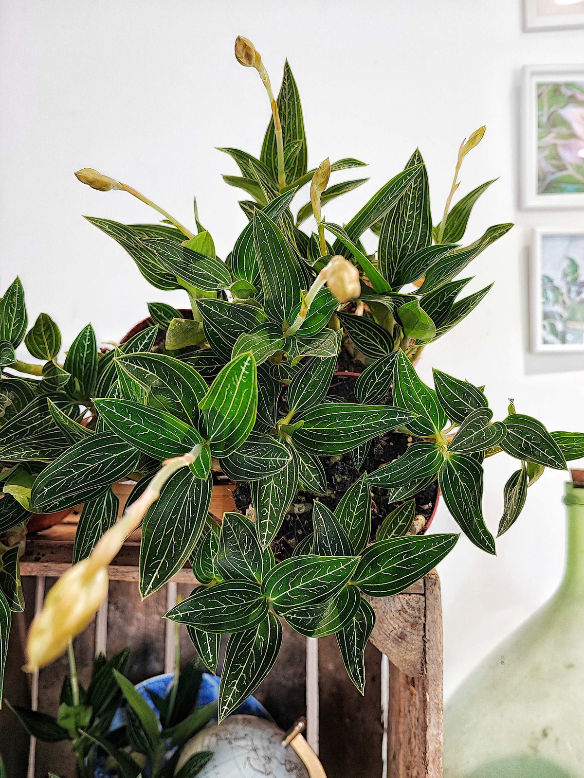 Ludisia Discolor ALBA monjungle
