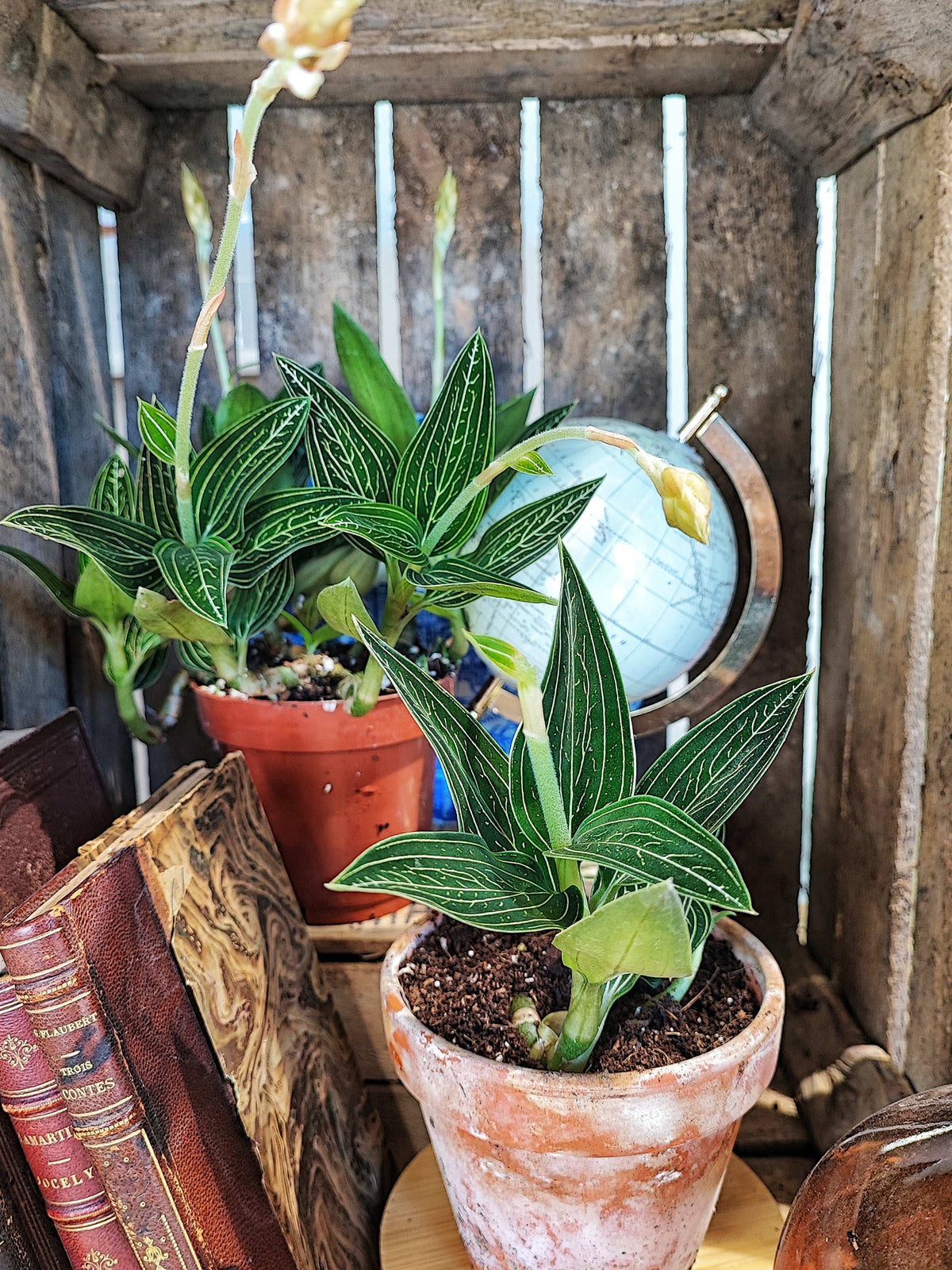 Ludisia Discolor ALBA monjungle