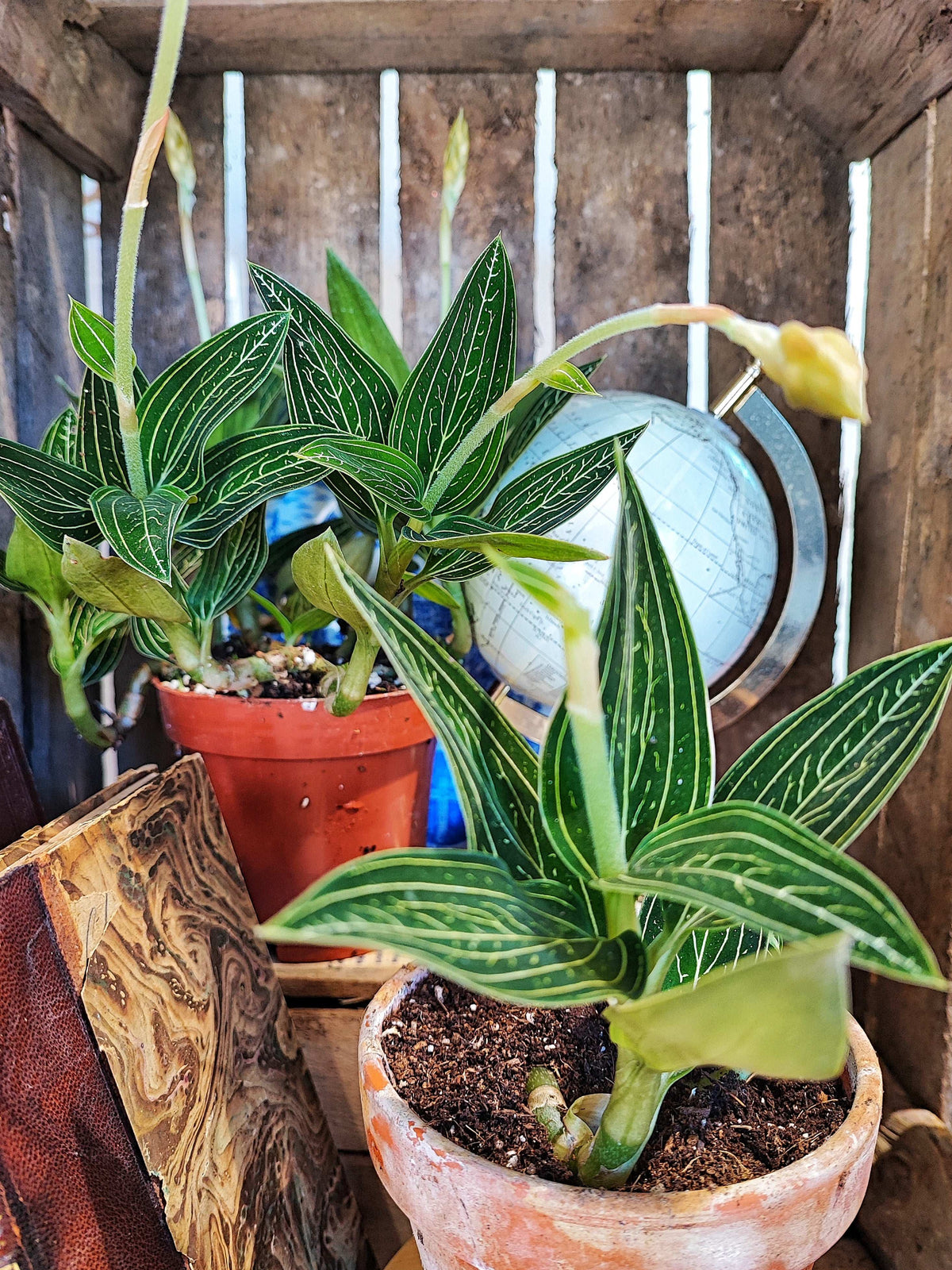 Ludisia Discolor ALBA monjungle