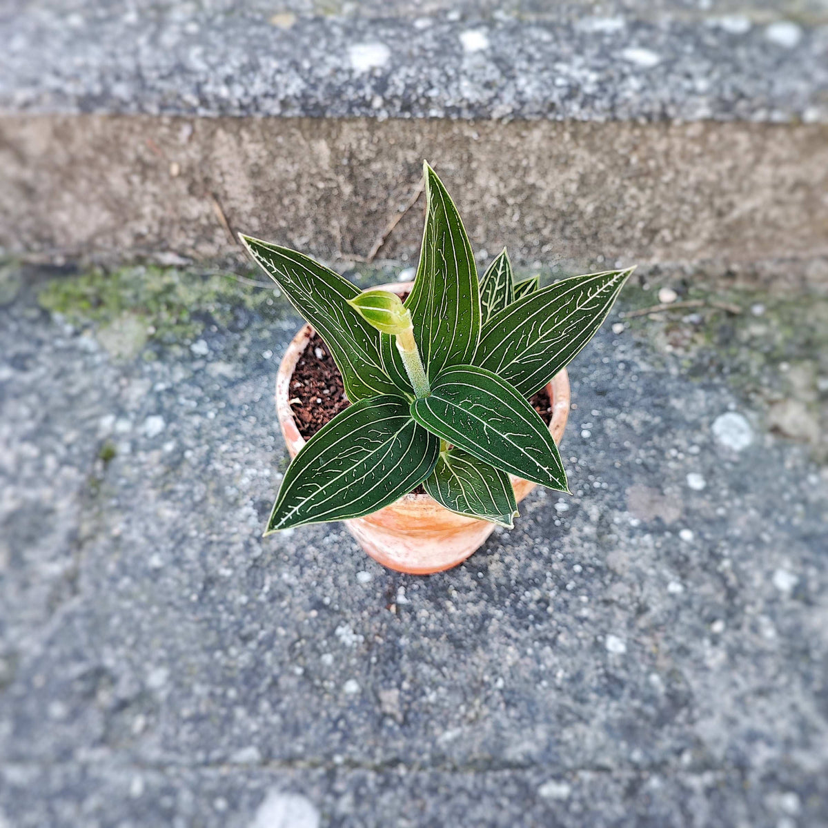 Ludisia Discolor ALBA monjungle