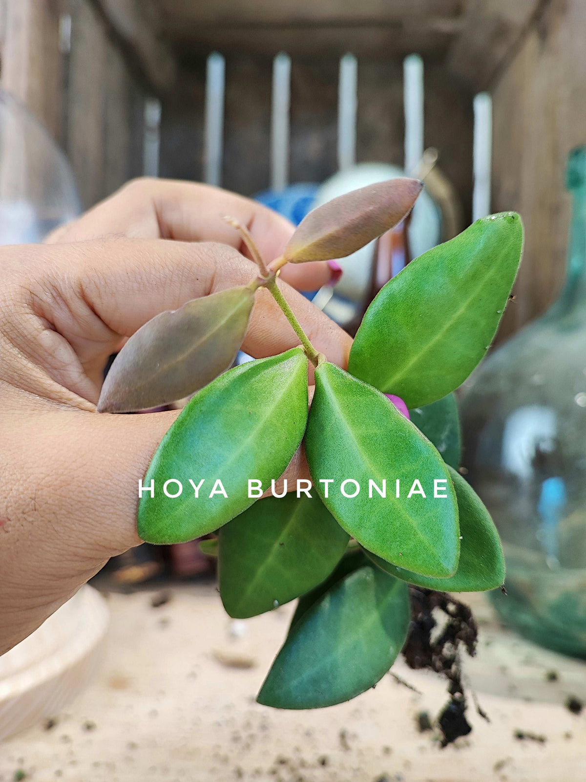 Hoya burtoniae green monjungle