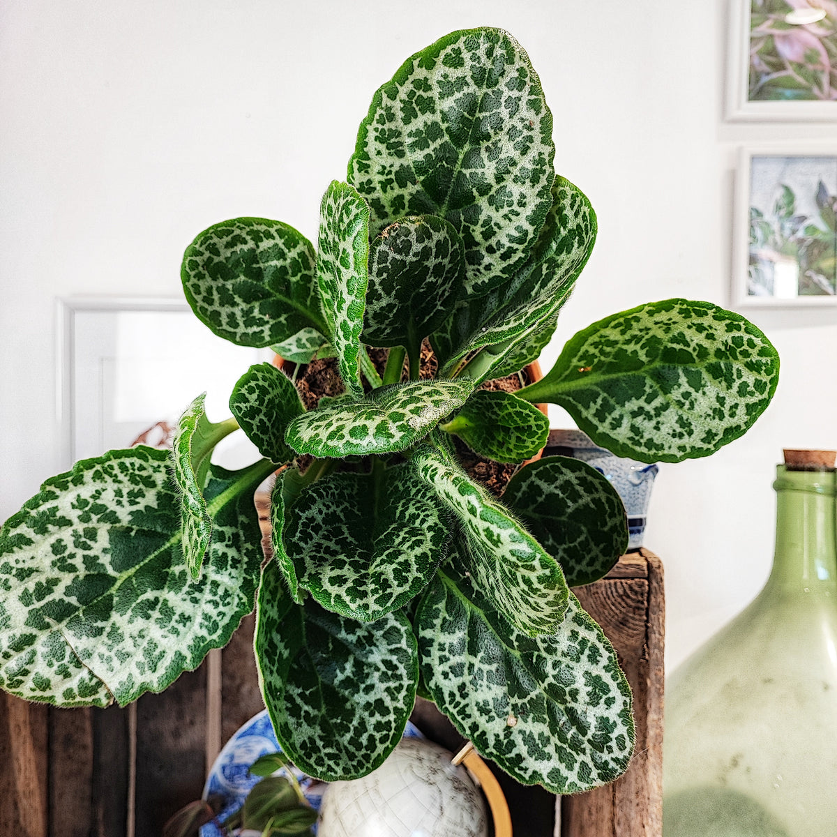 Streptocarpus pretty turtle monjungle