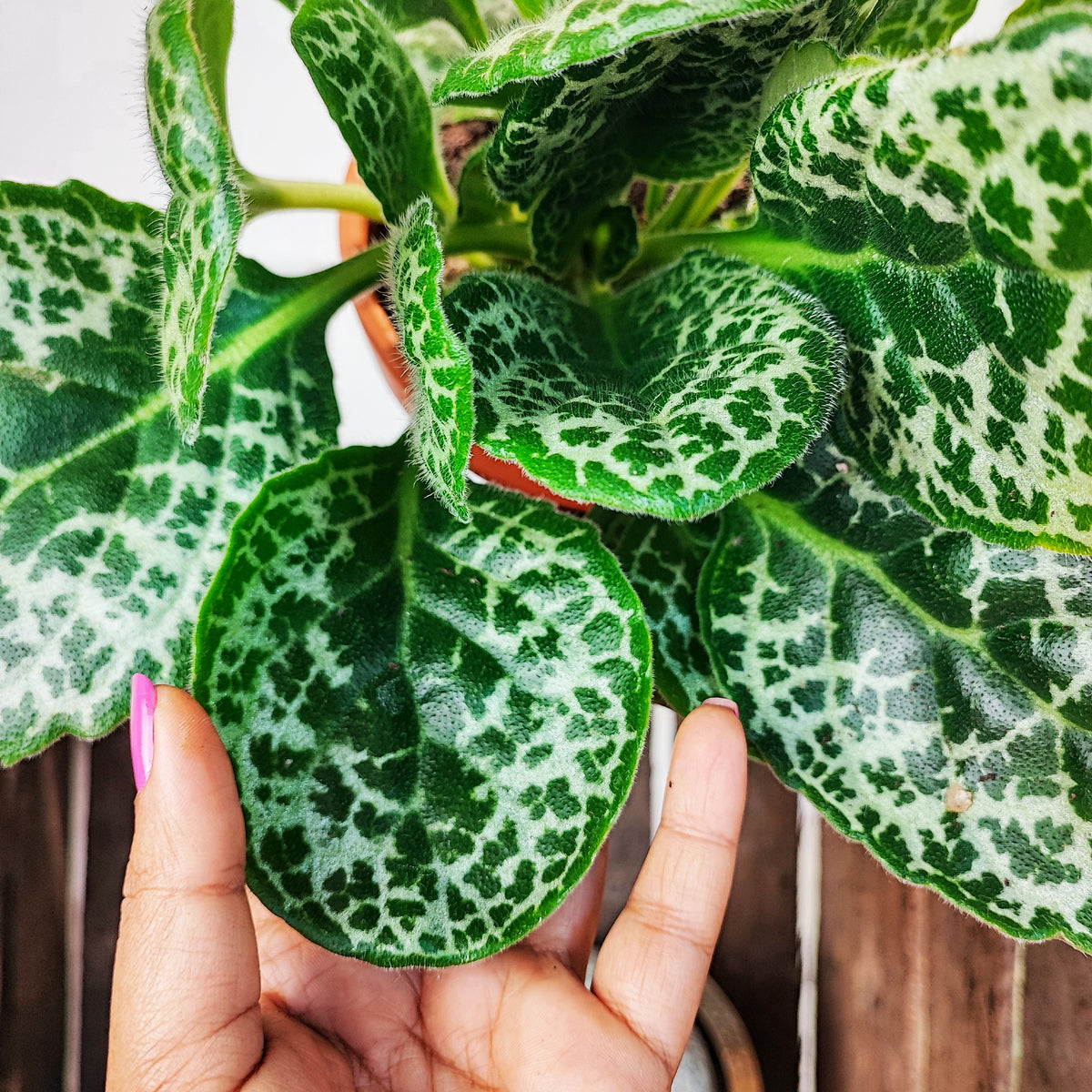 Streptocarpus pretty turtle monjungle