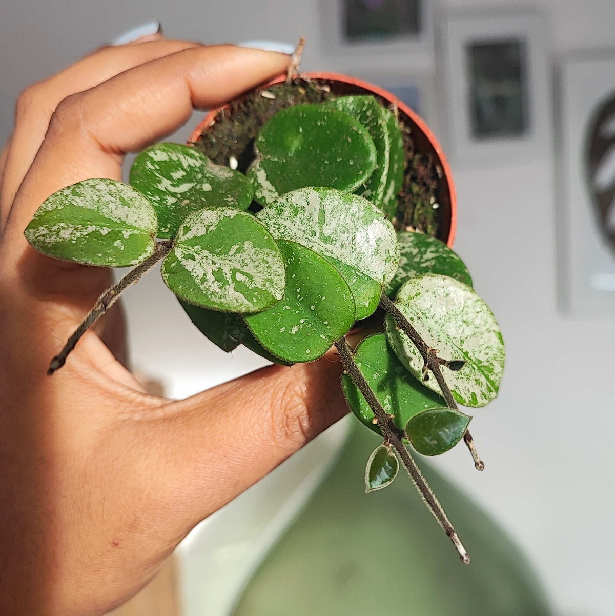 Hoya Mathilde SPLASH monjungle