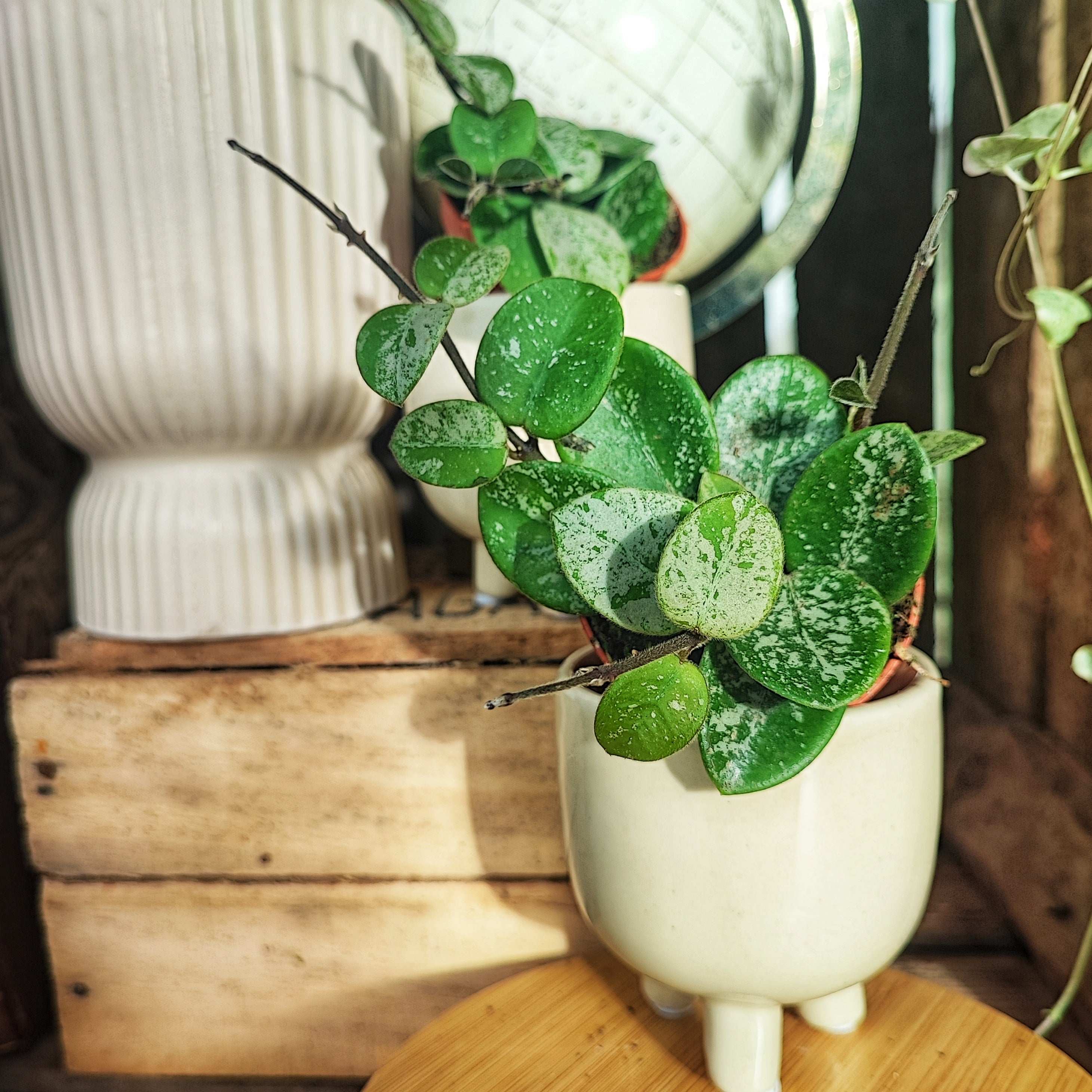 Hoya Mathilde SPLASH monjungle