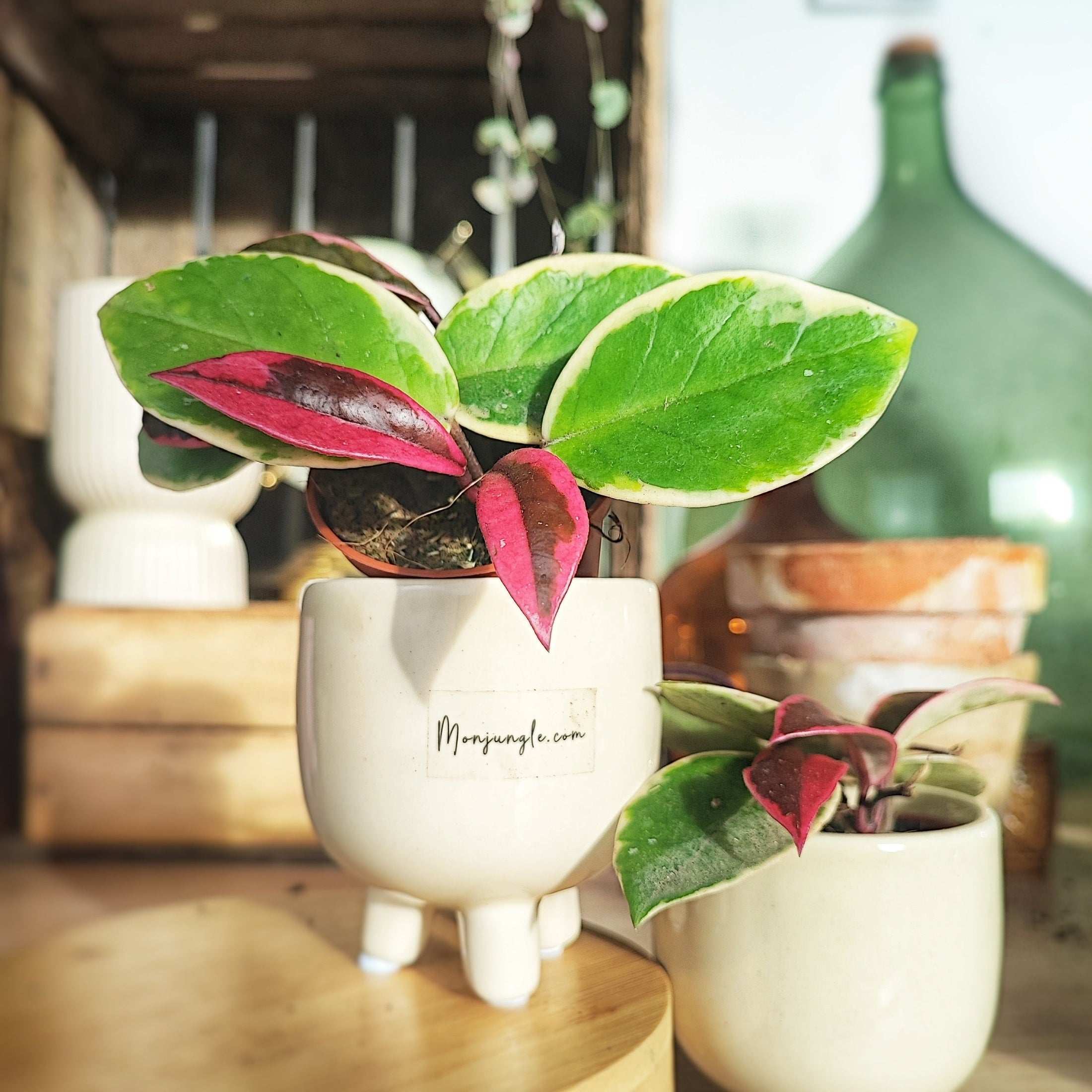fire princess philodendron Philodendron Fire Princess – Monjungle