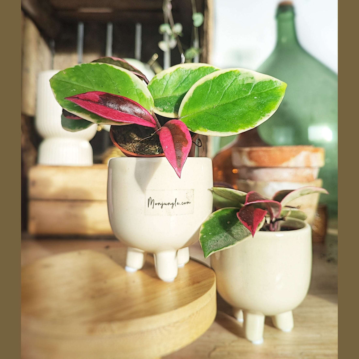 Hoya Carnosa FLAMINGO DREAMS monjungle