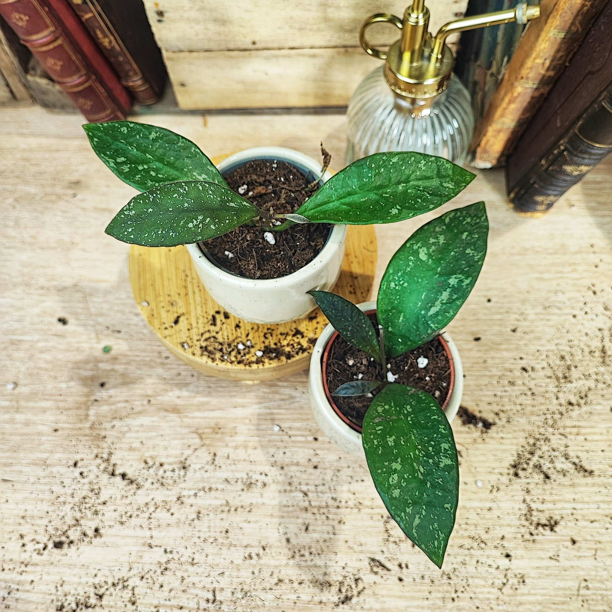 Hoya rundumentis, bouture enracinée en terre monjungle