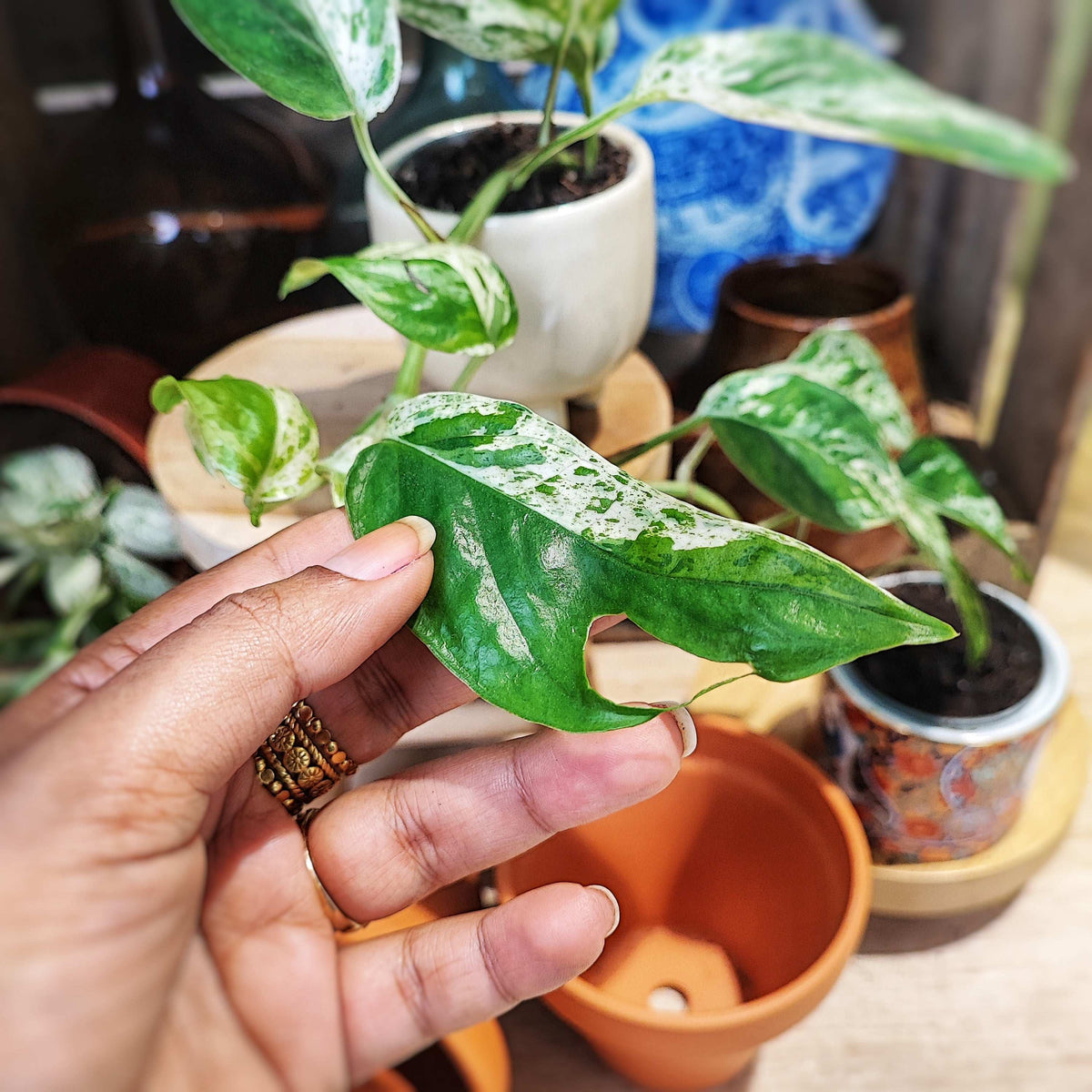 Epipremnum Pinatum MARBLE king monjungle