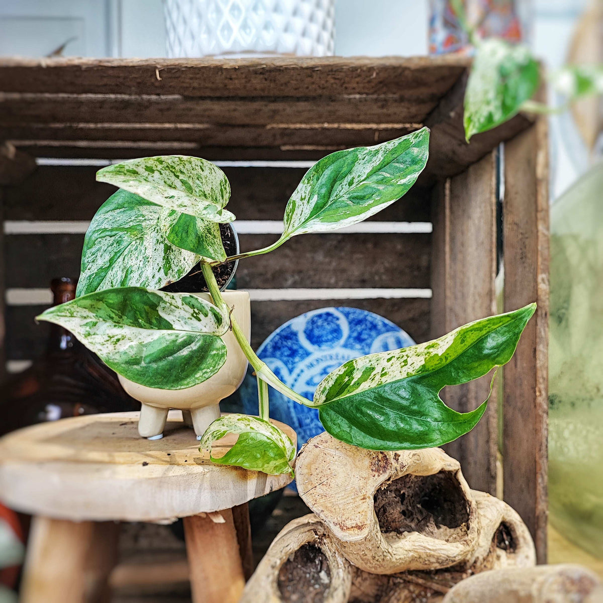 Epipremnum Pinatum MARBLE king monjungle
