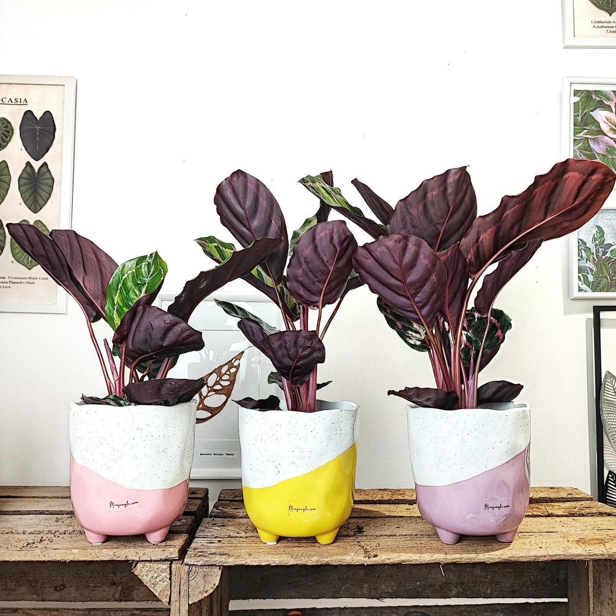 cache pot céramique 12cm 'GABBY' monjungle