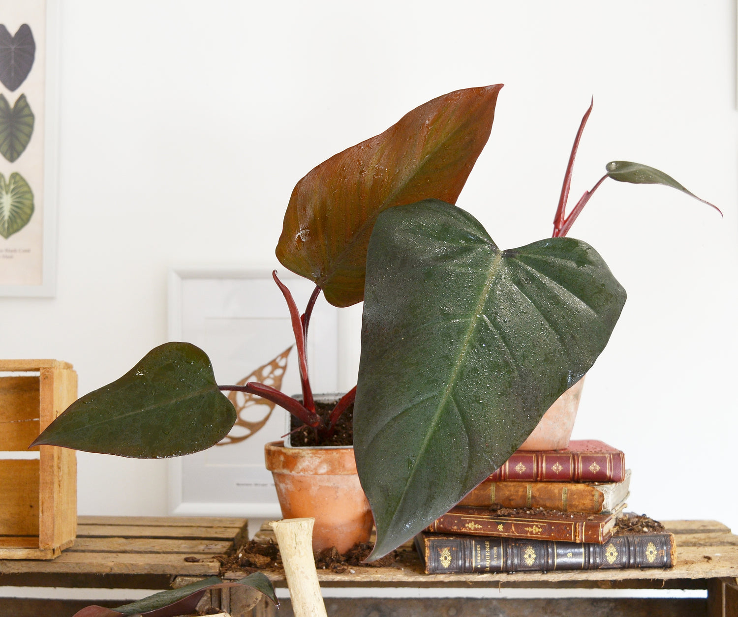Philodendron DARK LORD, bouture 2 feuilles