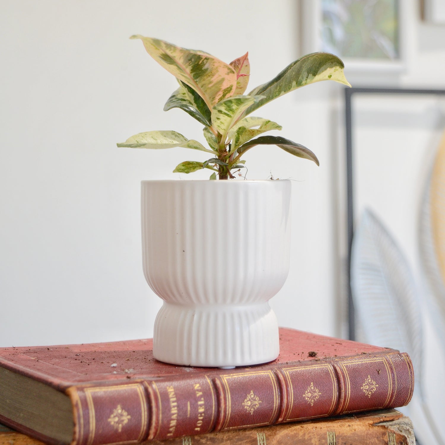 White ceramic striped pot cover 6cm