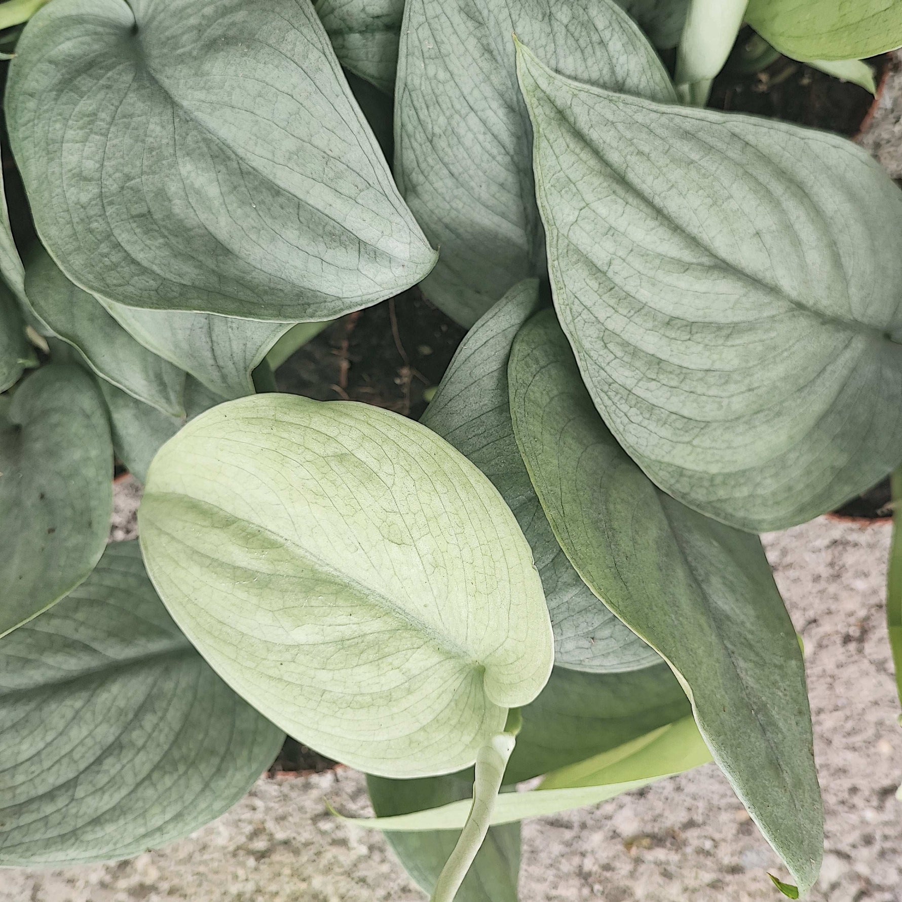 silver hero pothos Scindapsus Silver Hero