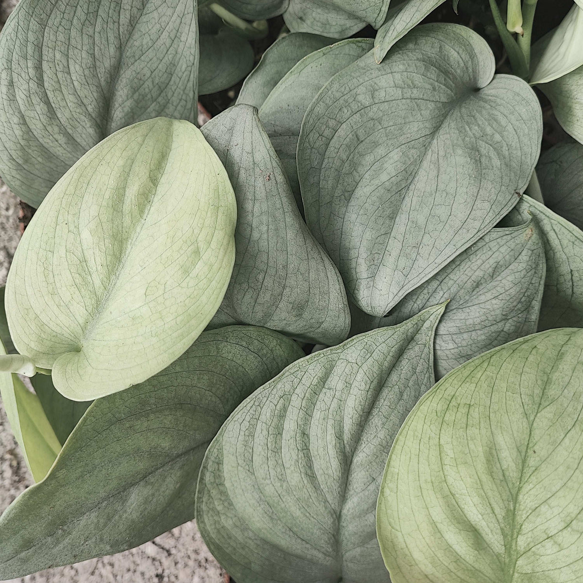 Scindapsus SILVER HERO monjungle