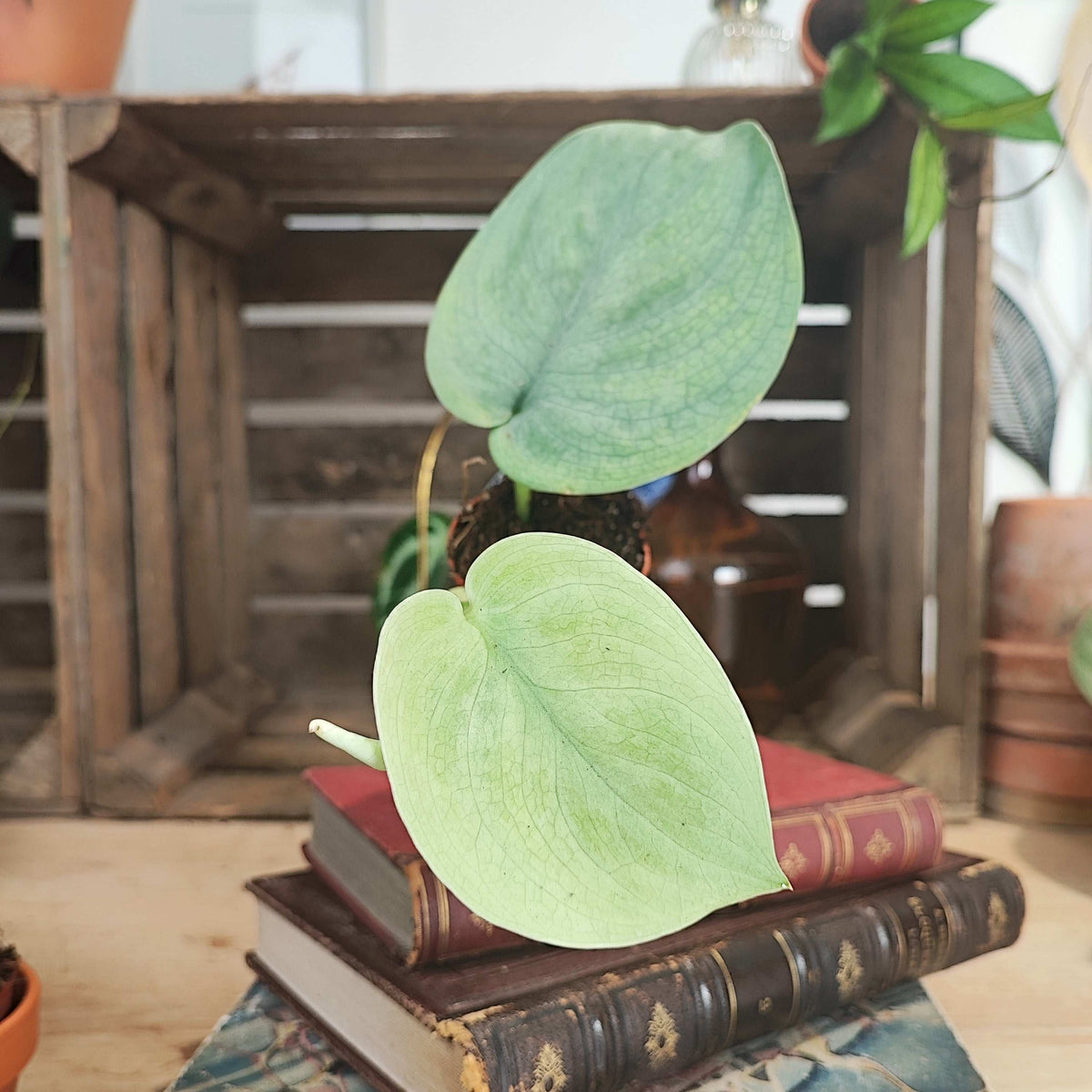 Scindapsus SILVER HERO monjungle