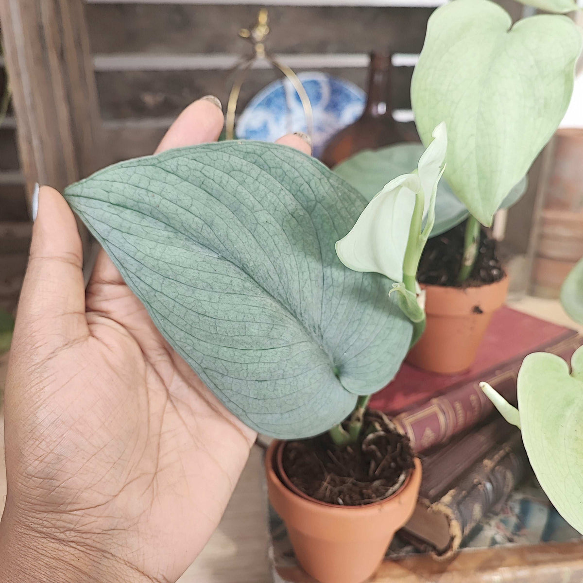 Scindapsus SILVER HERO monjungle