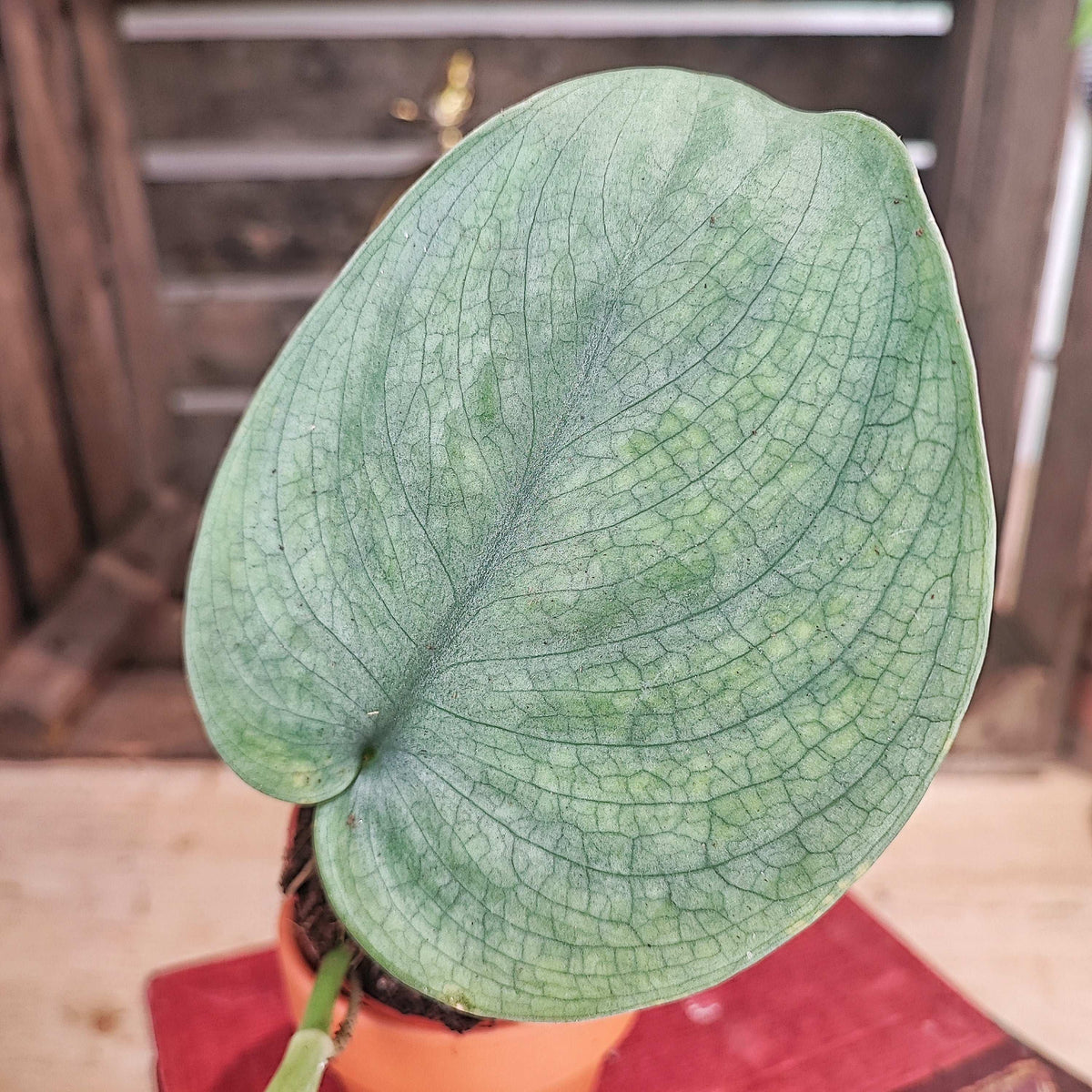 Scindapsus SILVER HERO monjungle