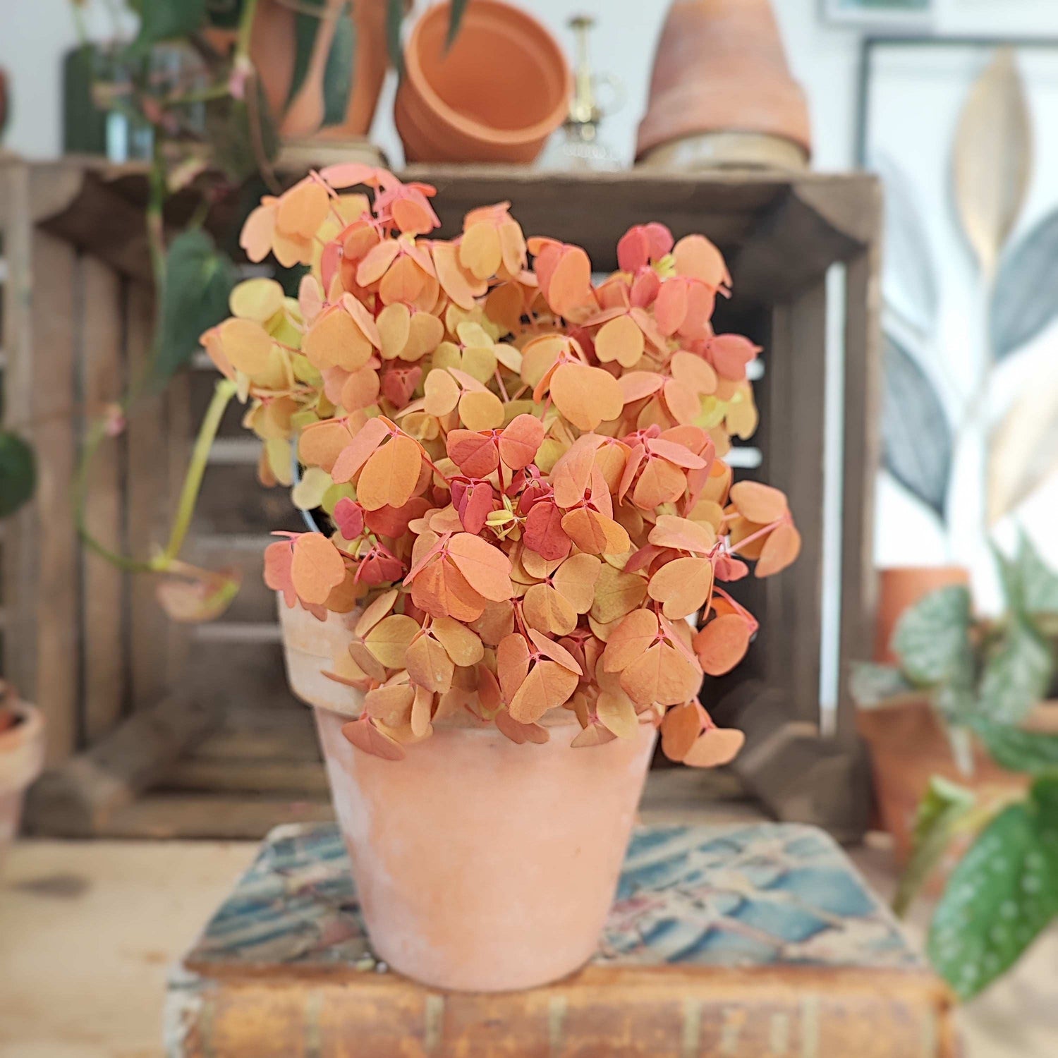 Oxalis Molten Lava monjungle