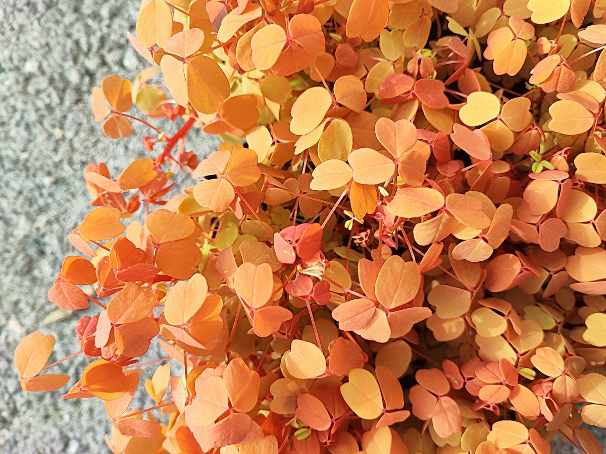 Oxalis Molten Lava monjungle