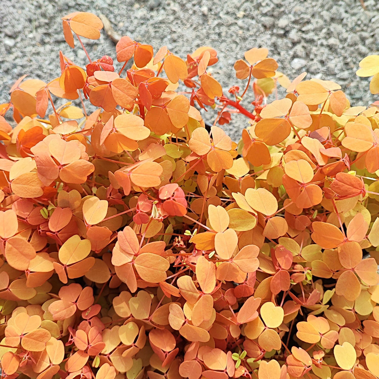 Oxalis Molten Lava monjungle