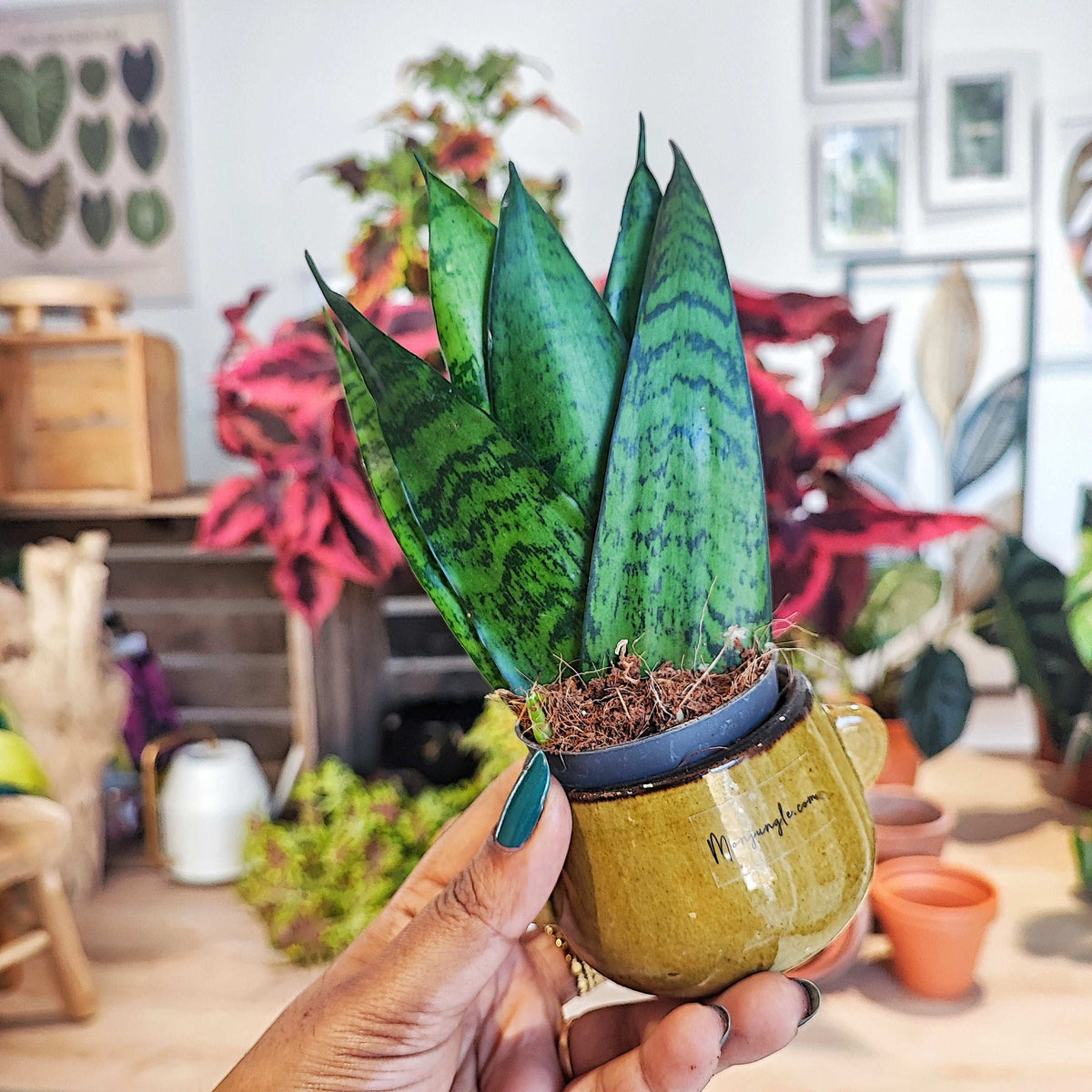 Sansevieria zeylanica S monjungle
