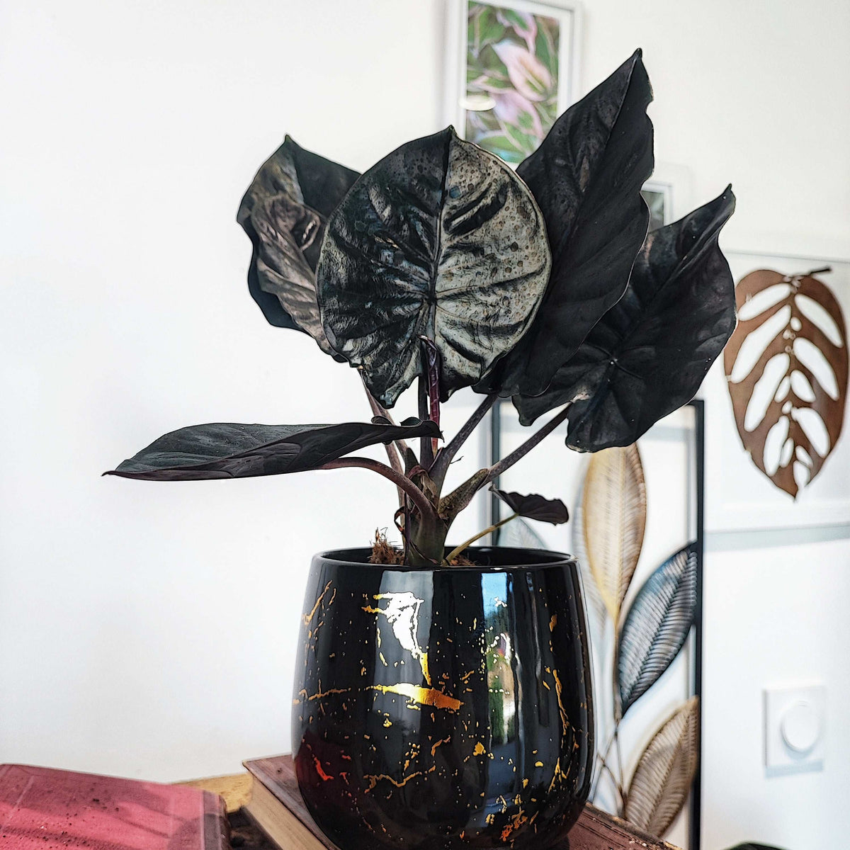 Alocasia Inferalis BLACK MAGIC monjungle