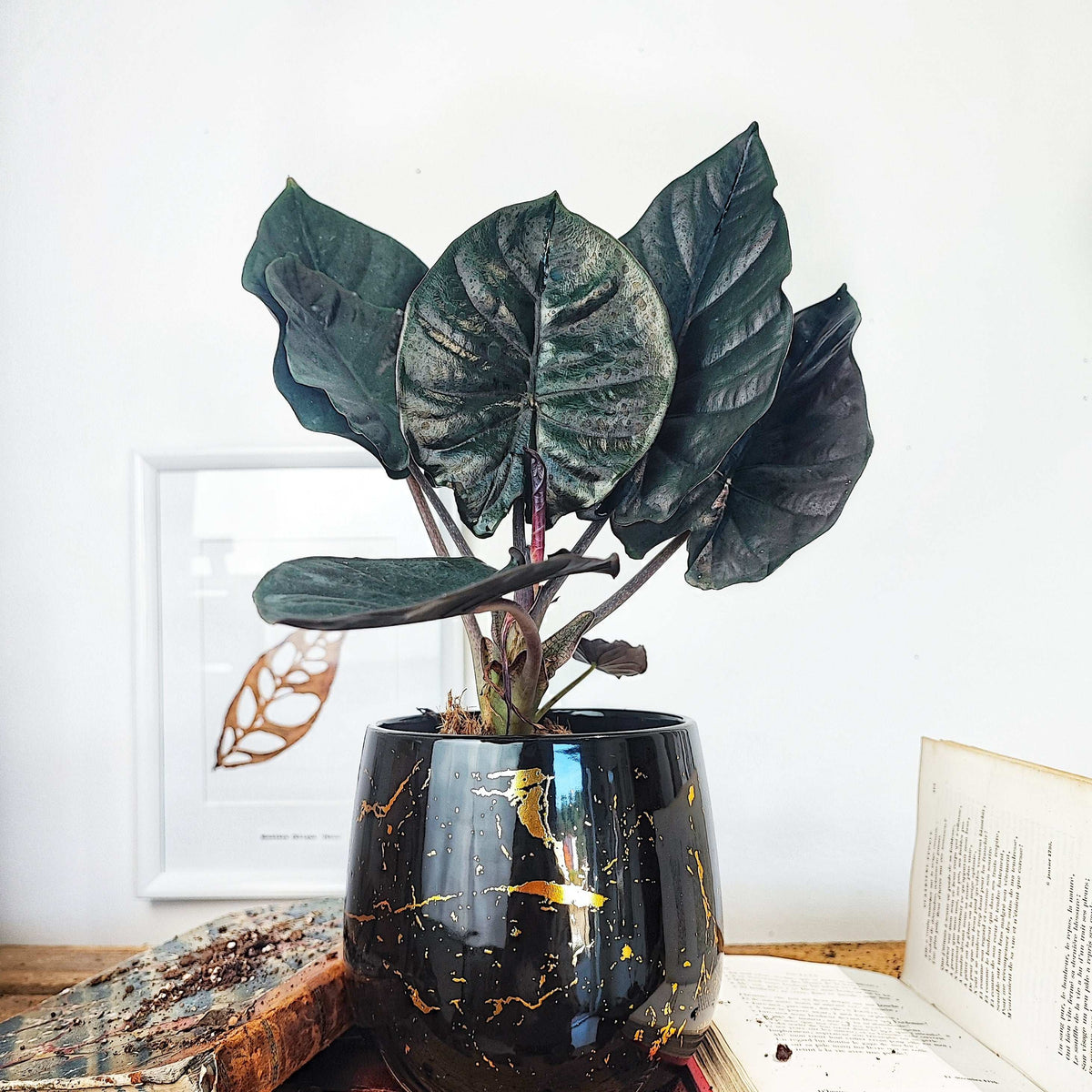 Alocasia Inferalis BLACK MAGIC monjungle