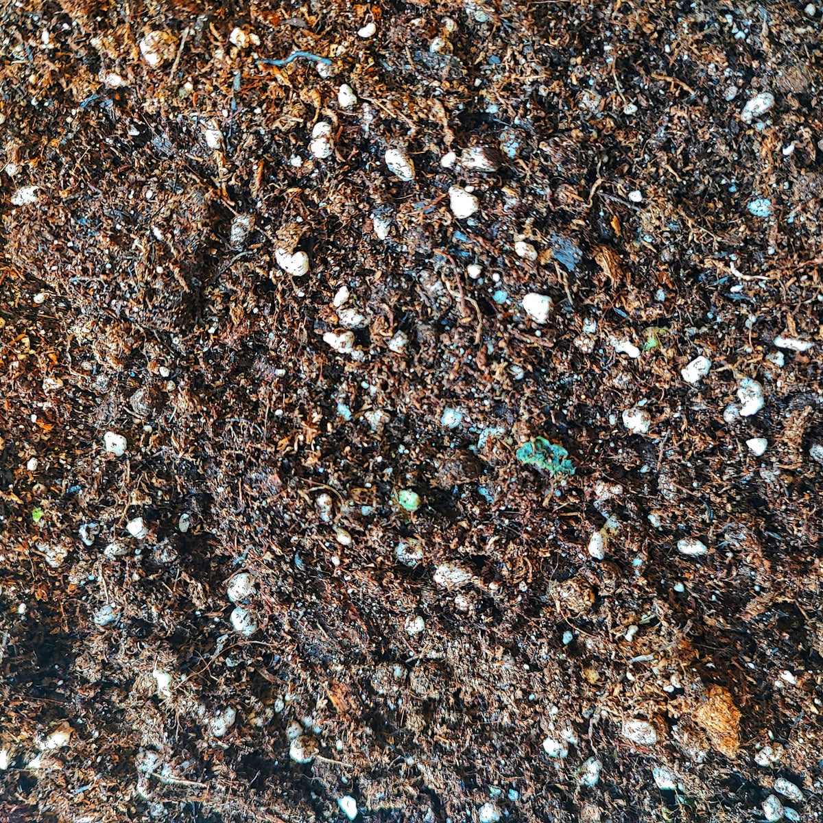 Substrat COLEUS monjungle