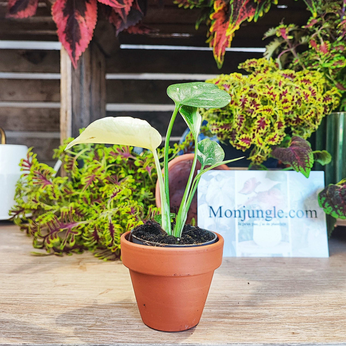Monstera Thai Constellation monjungle