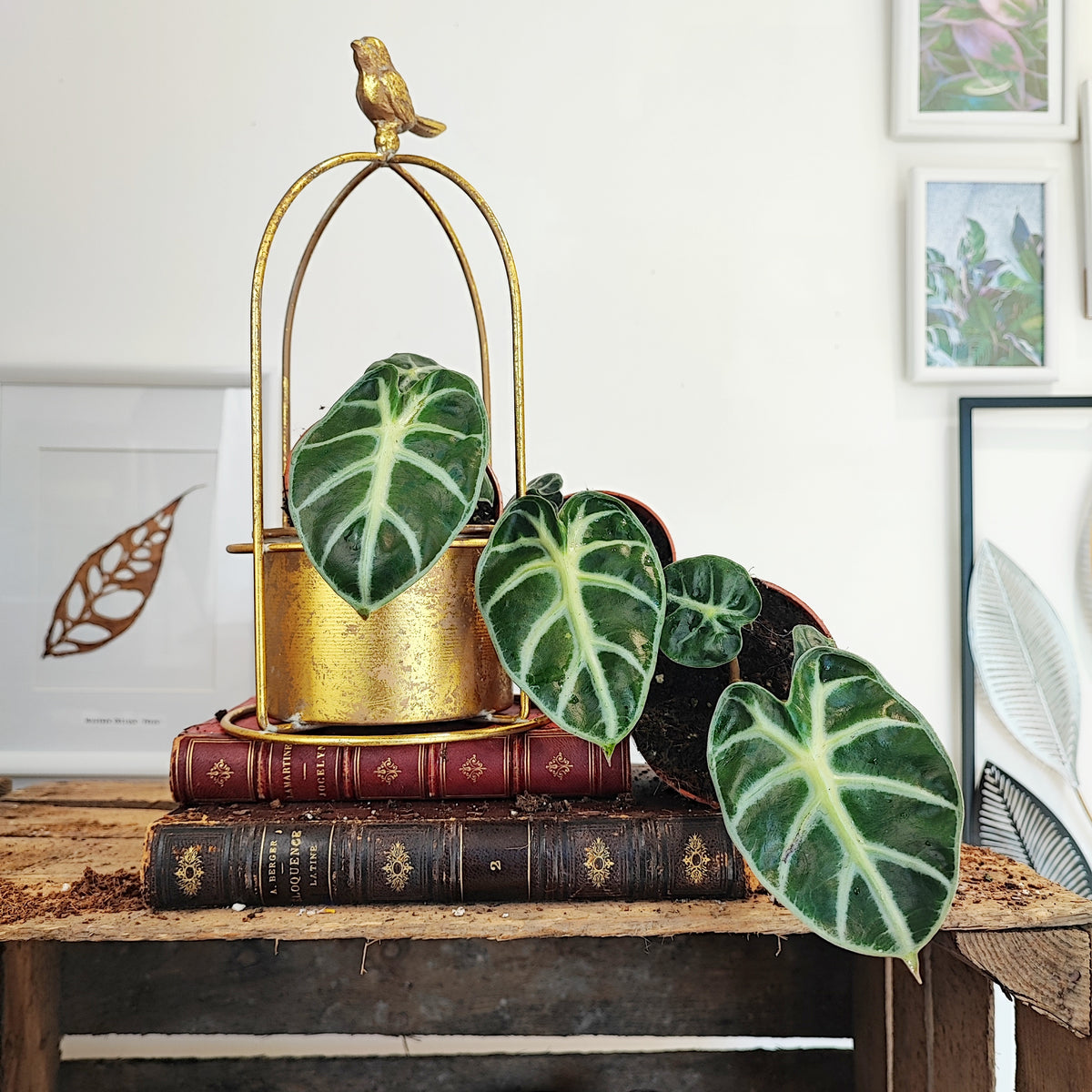 Alocasia Balloon Heart monjungle