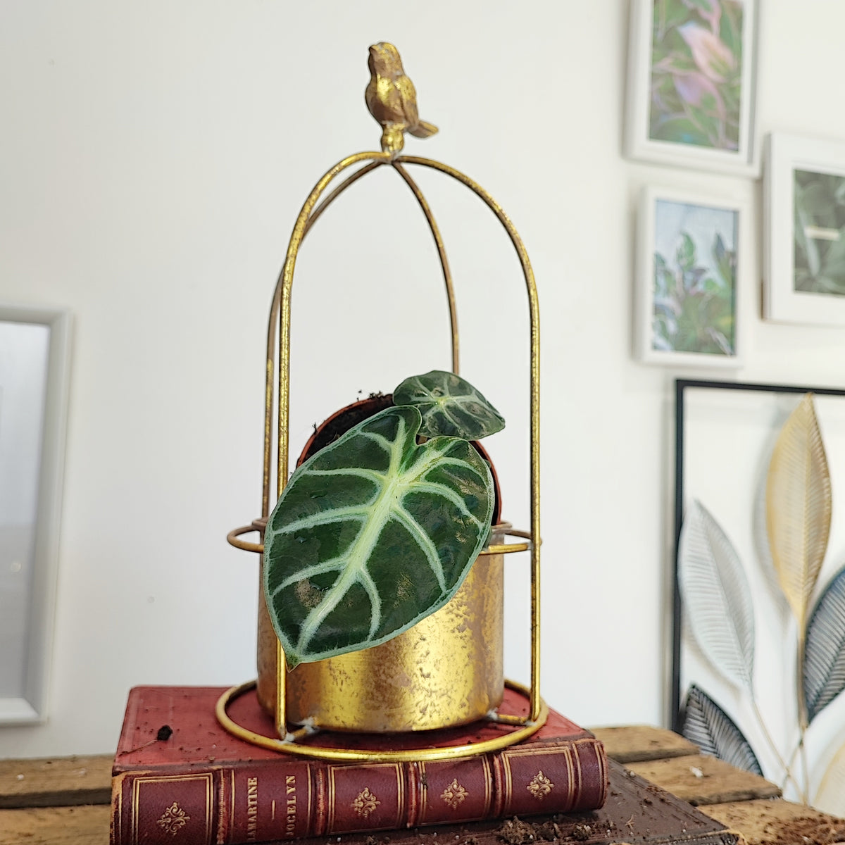 Alocasia Balloon Heart monjungle