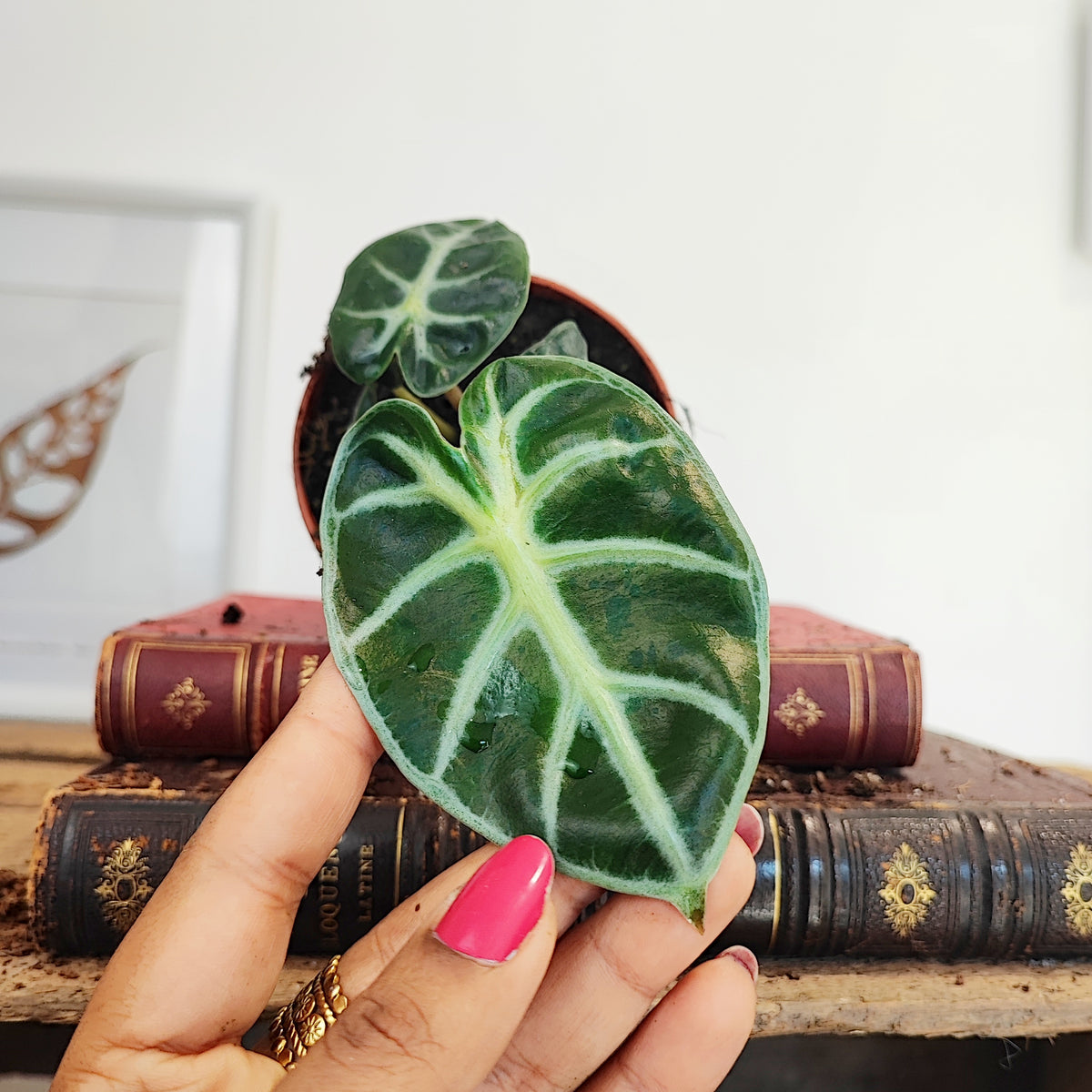 Alocasia Balloon Heart monjungle