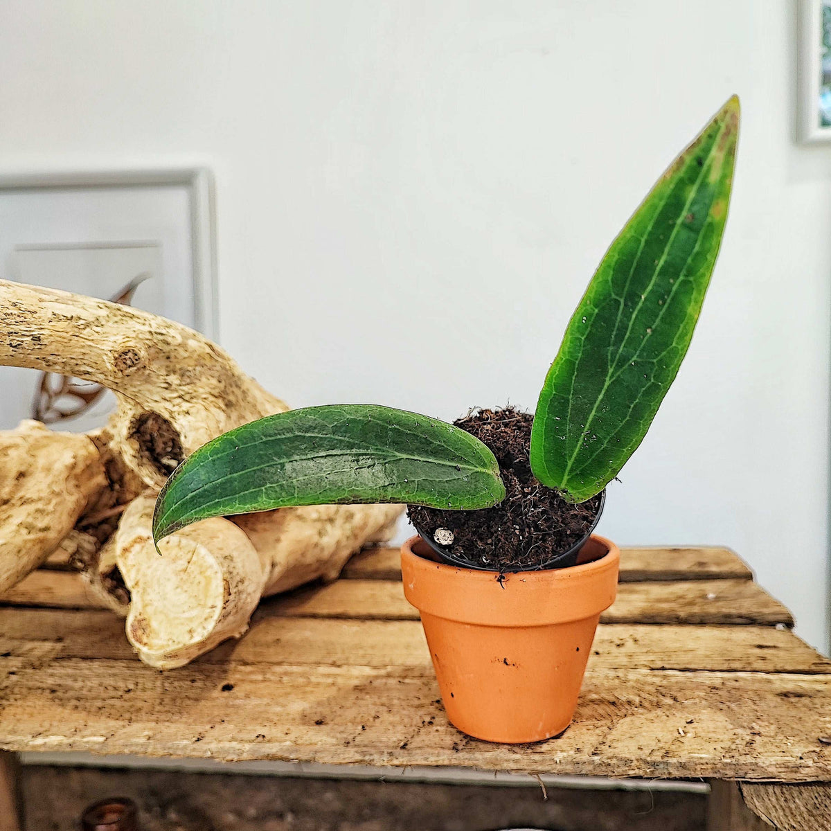 Bouture Hoya Soligamiana monjungle