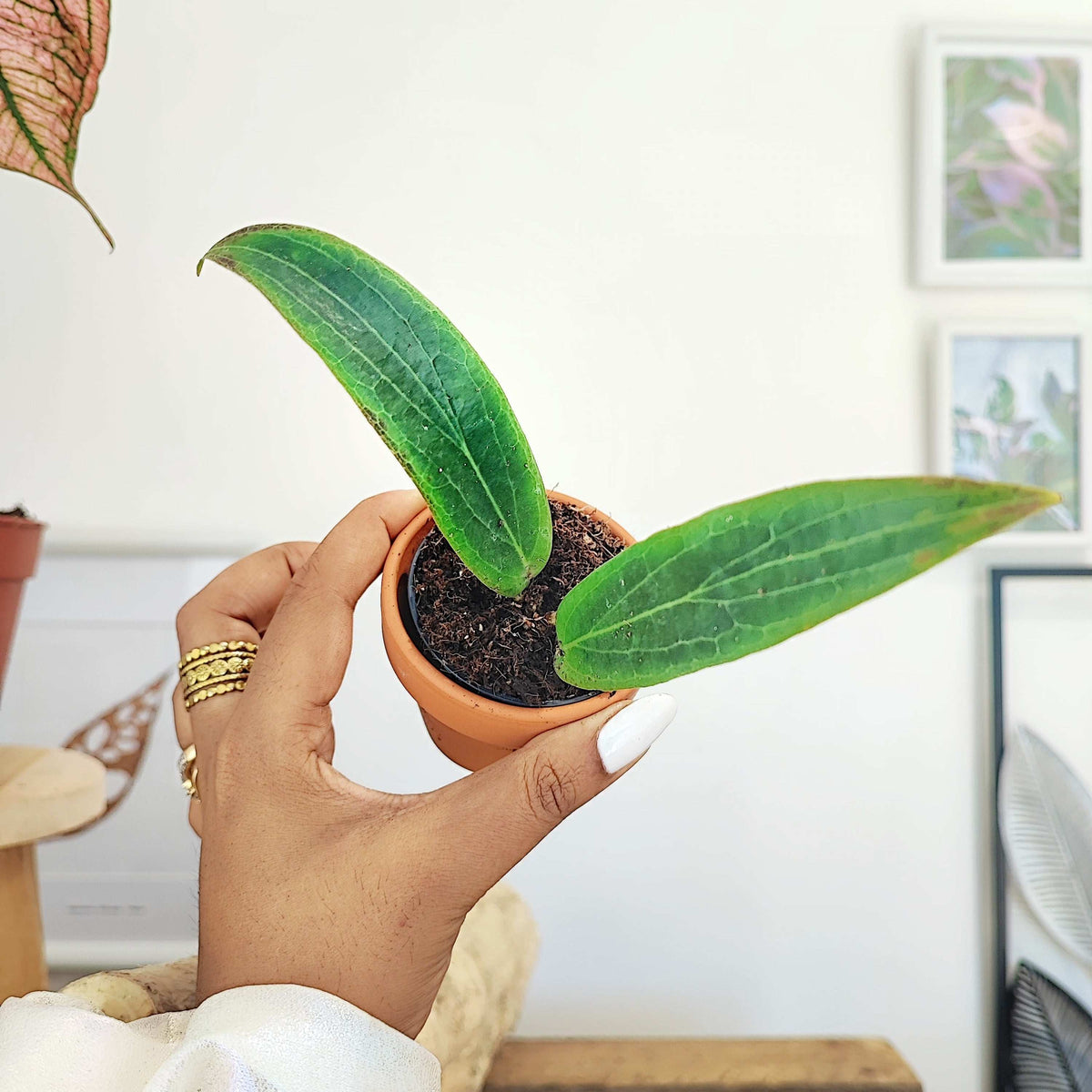 Bouture Hoya Soligamiana monjungle