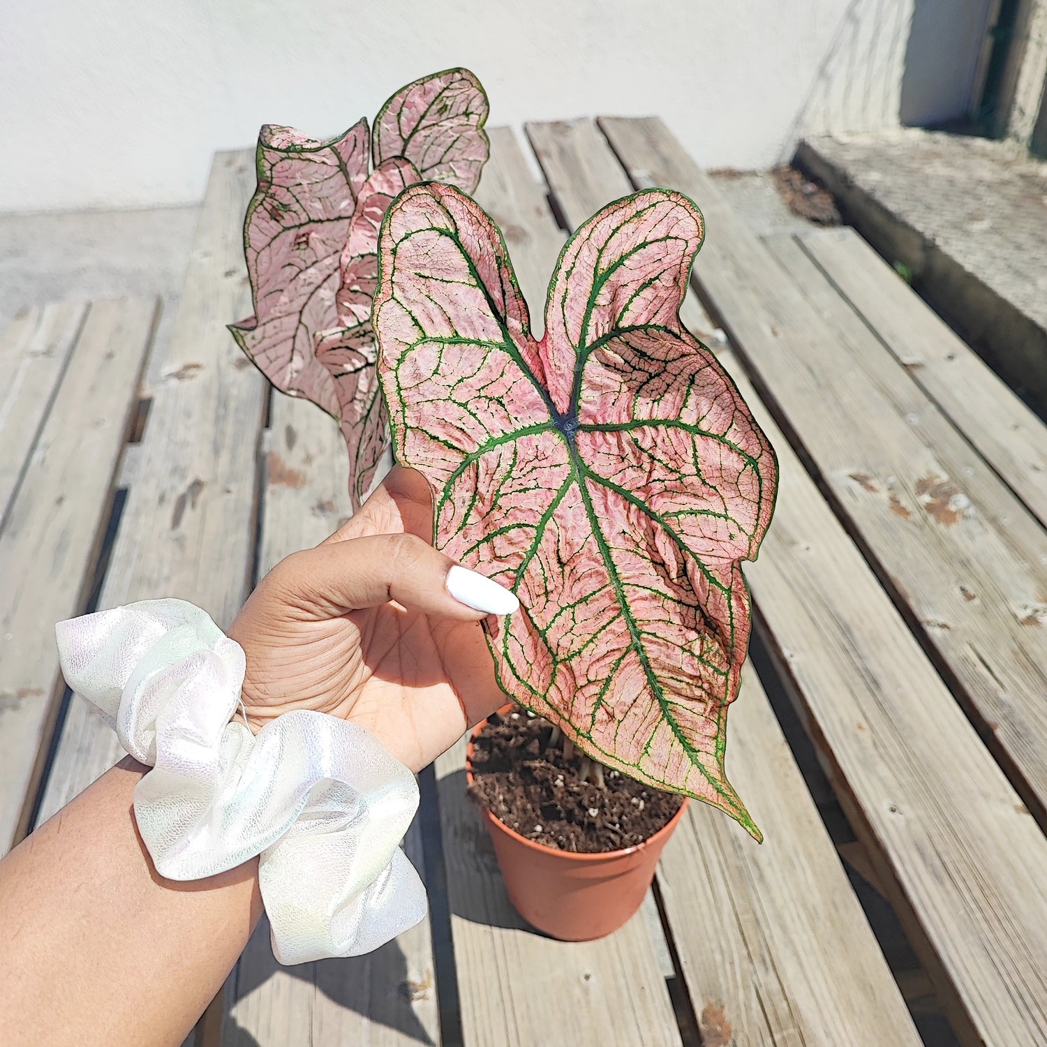 Caladium Spring Fling cutting (L), plant with fuzzy leaves