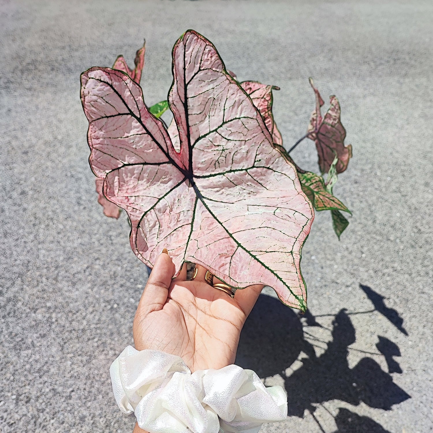 Caladium Spring Fling cutting (L), plant with fuzzy leaves