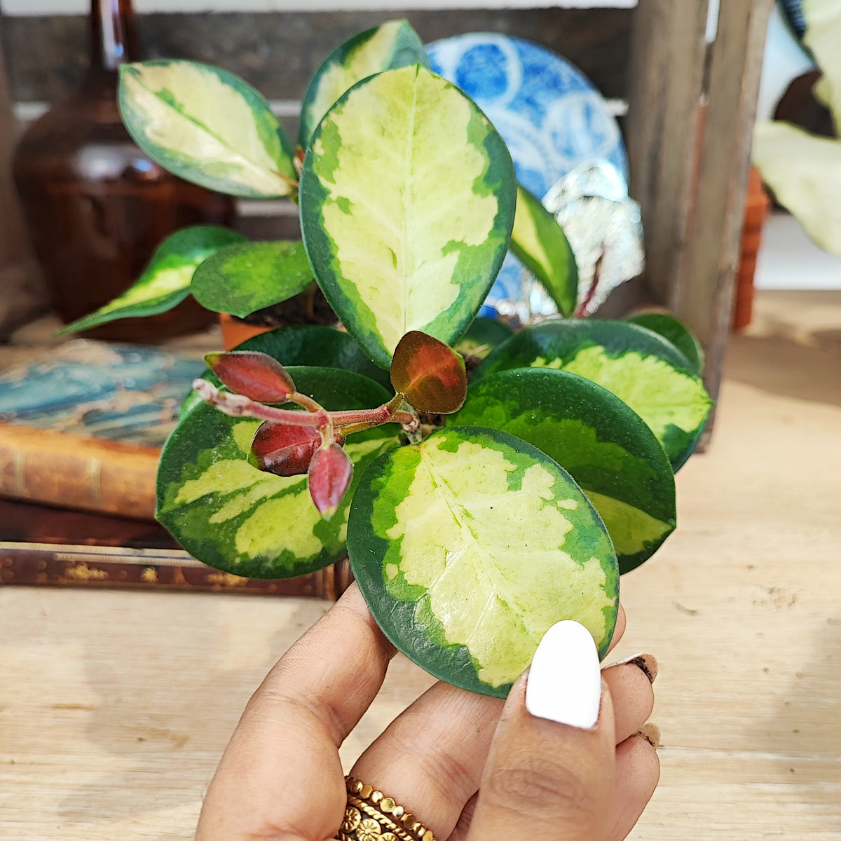 Hoya Australis Lisa monjungle