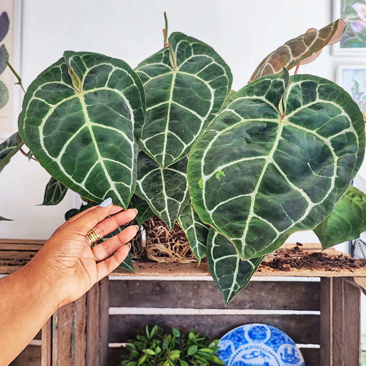 Anthurium crystallinum monjungle