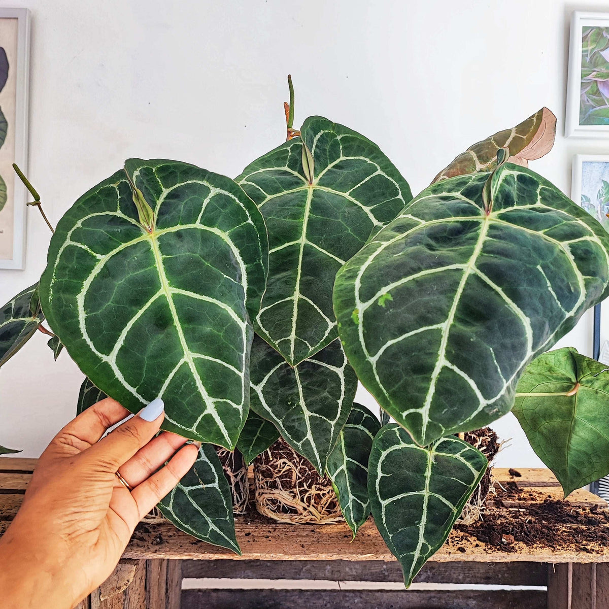 Anthurium crystallinum monjungle
