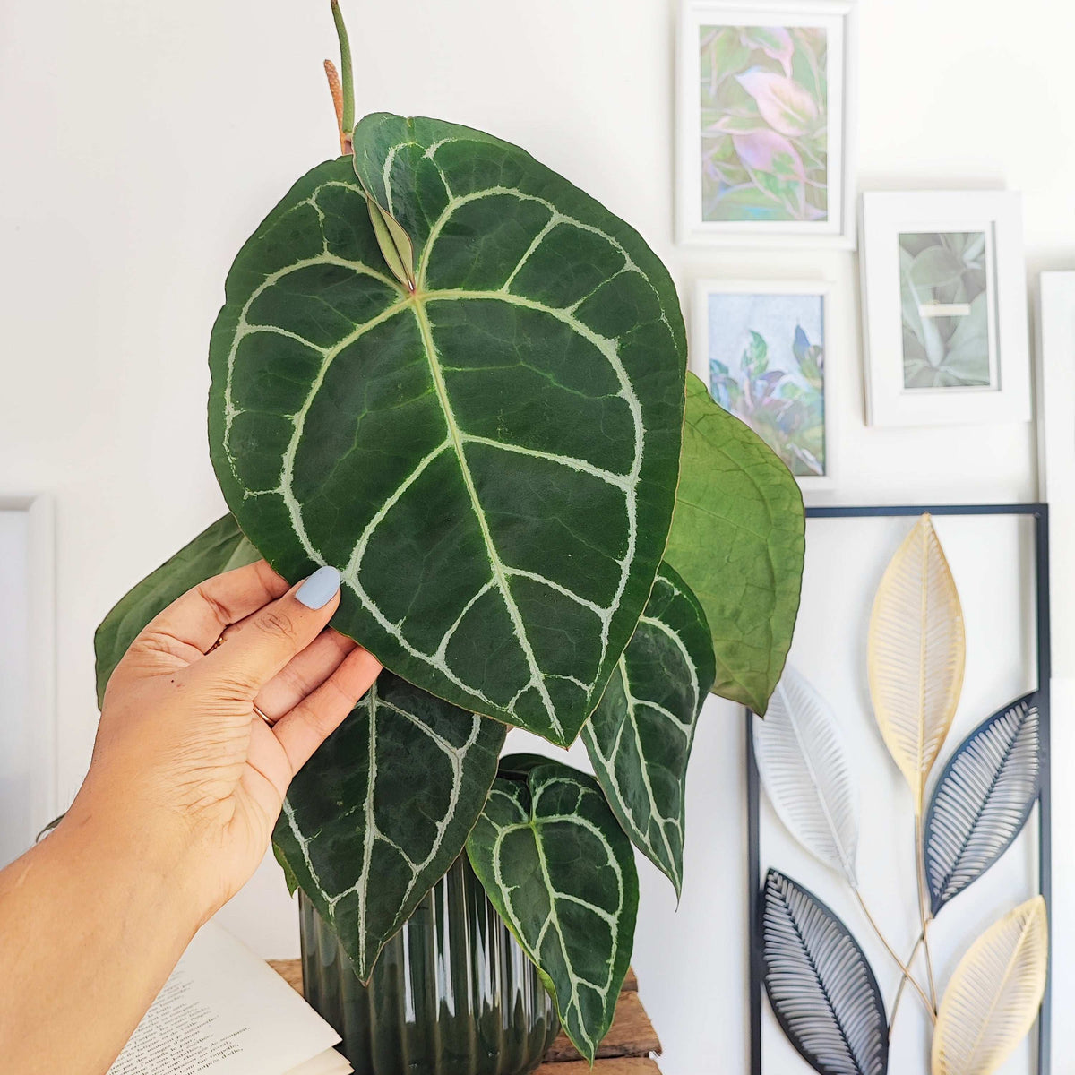 Anthurium crystallinum monjungle